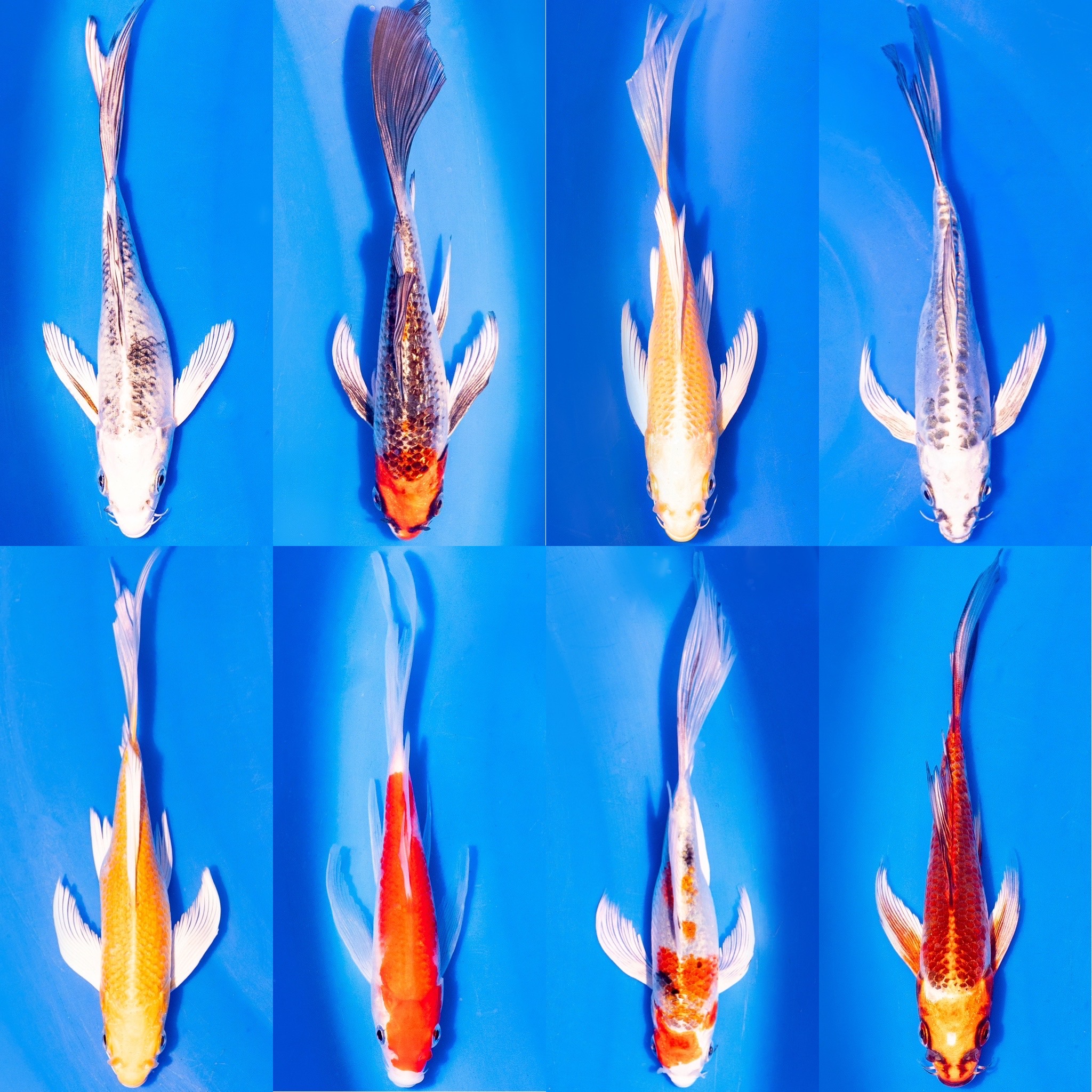 Butterfly Koi Farbmix