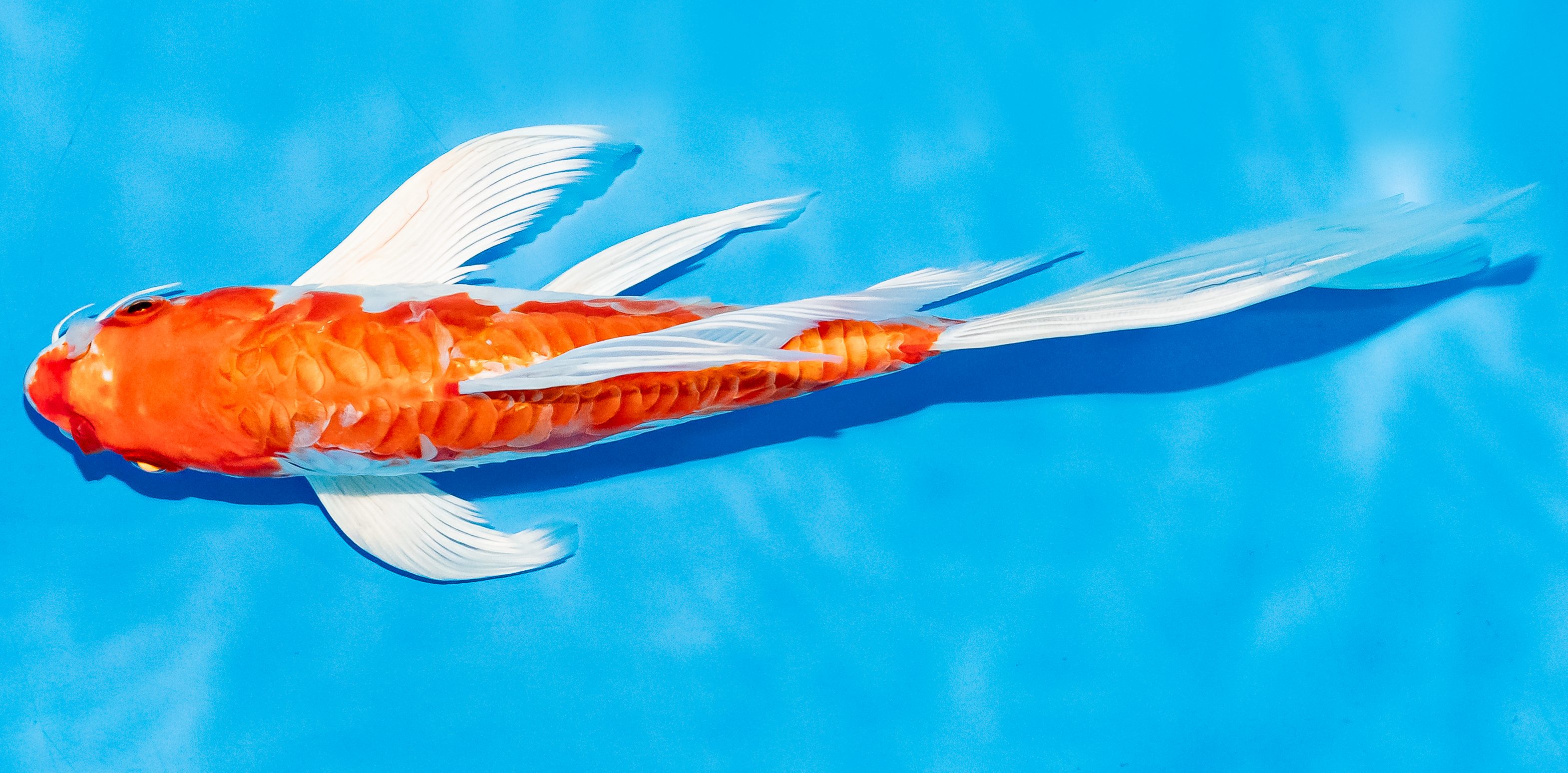 Butterfly Koi 20-25cm Nr. 7320