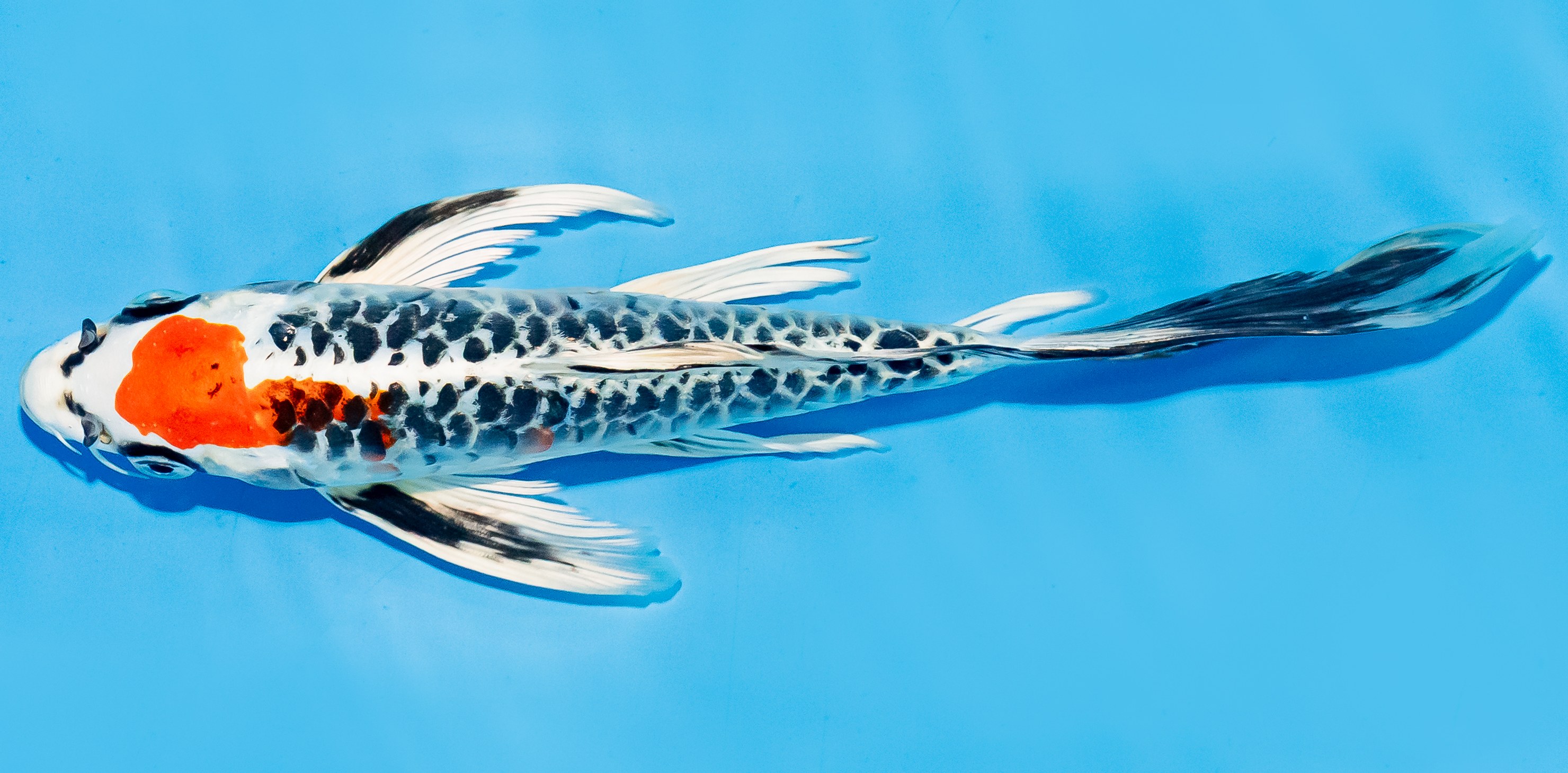Butterfly Koi 20-25cm Nr. 7332