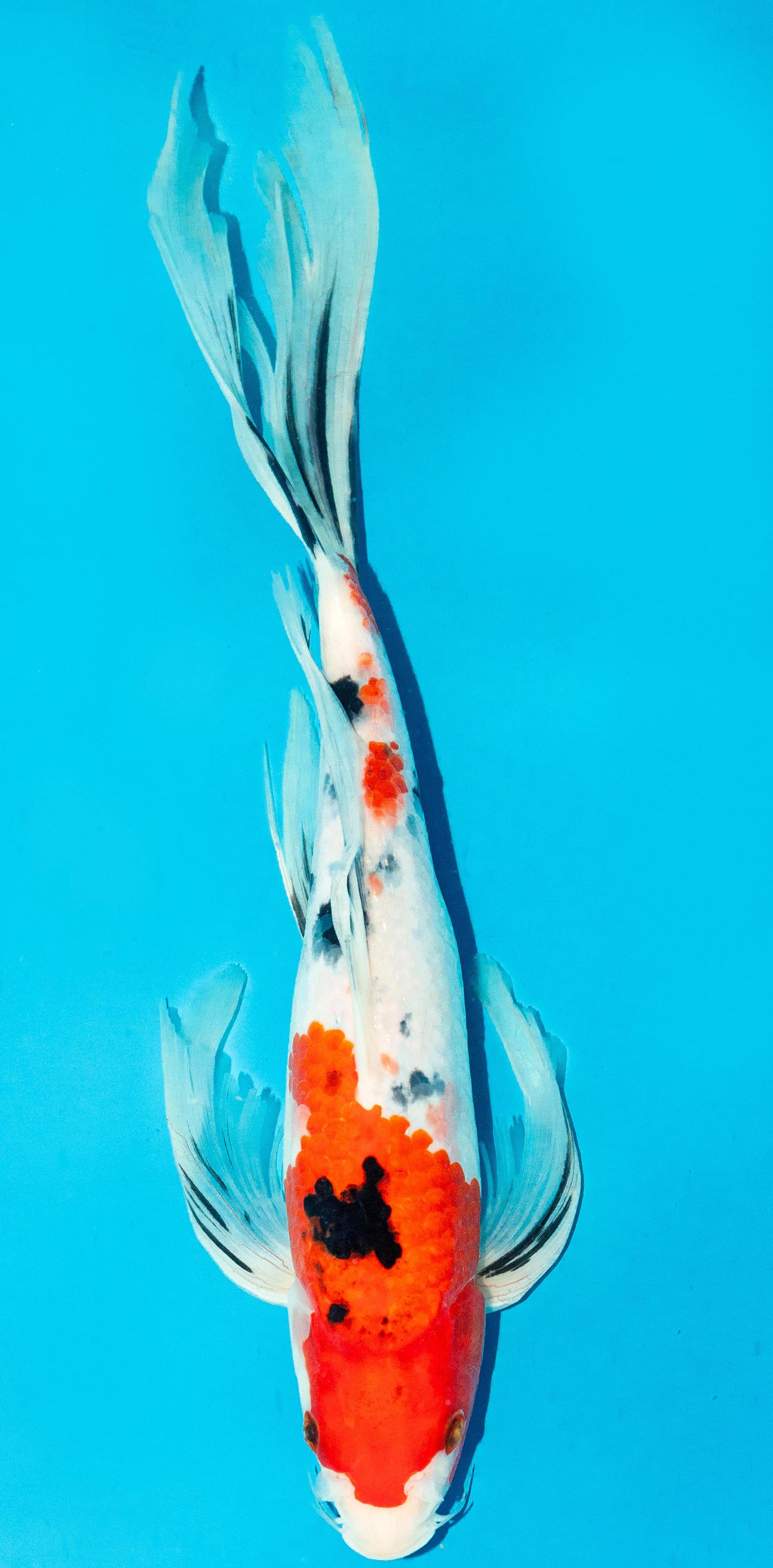 Butterfly Koi 30-35cm Nr. 4403