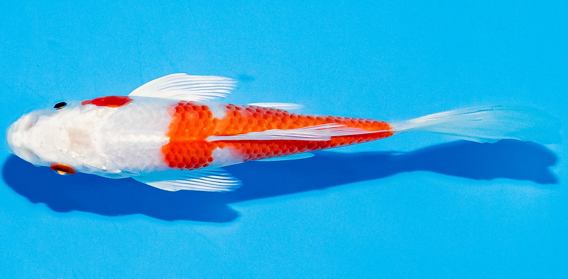 Butterfly Koi 14-17cm Nr. 5711