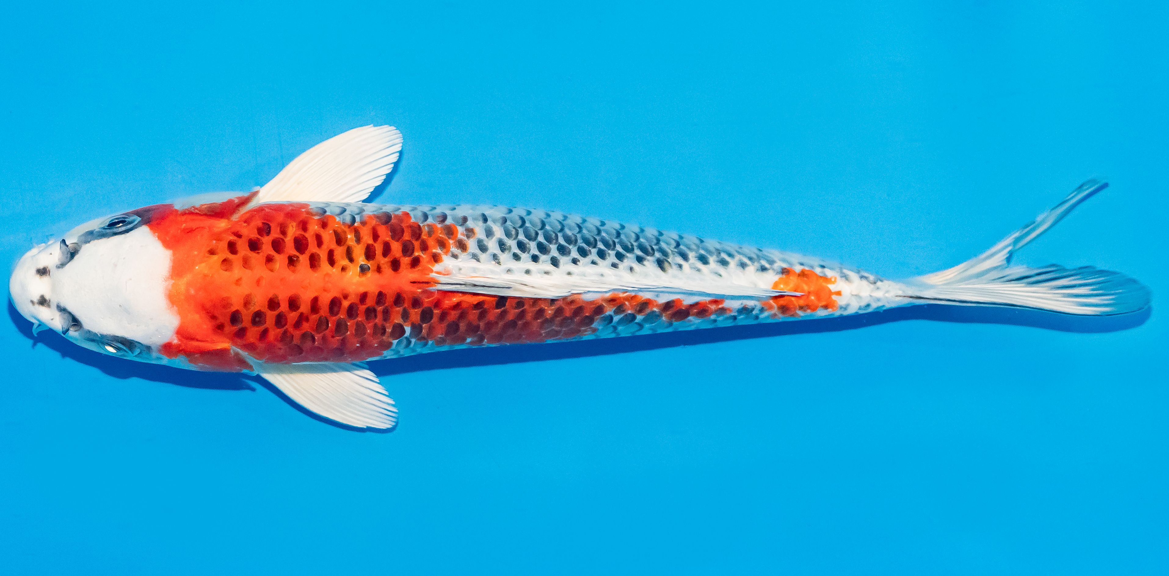 Koi 25-30cm Nr. 4210