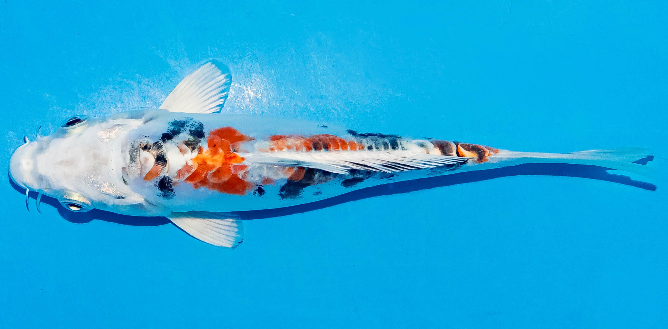 Koi 14-17cm Nr. 4718