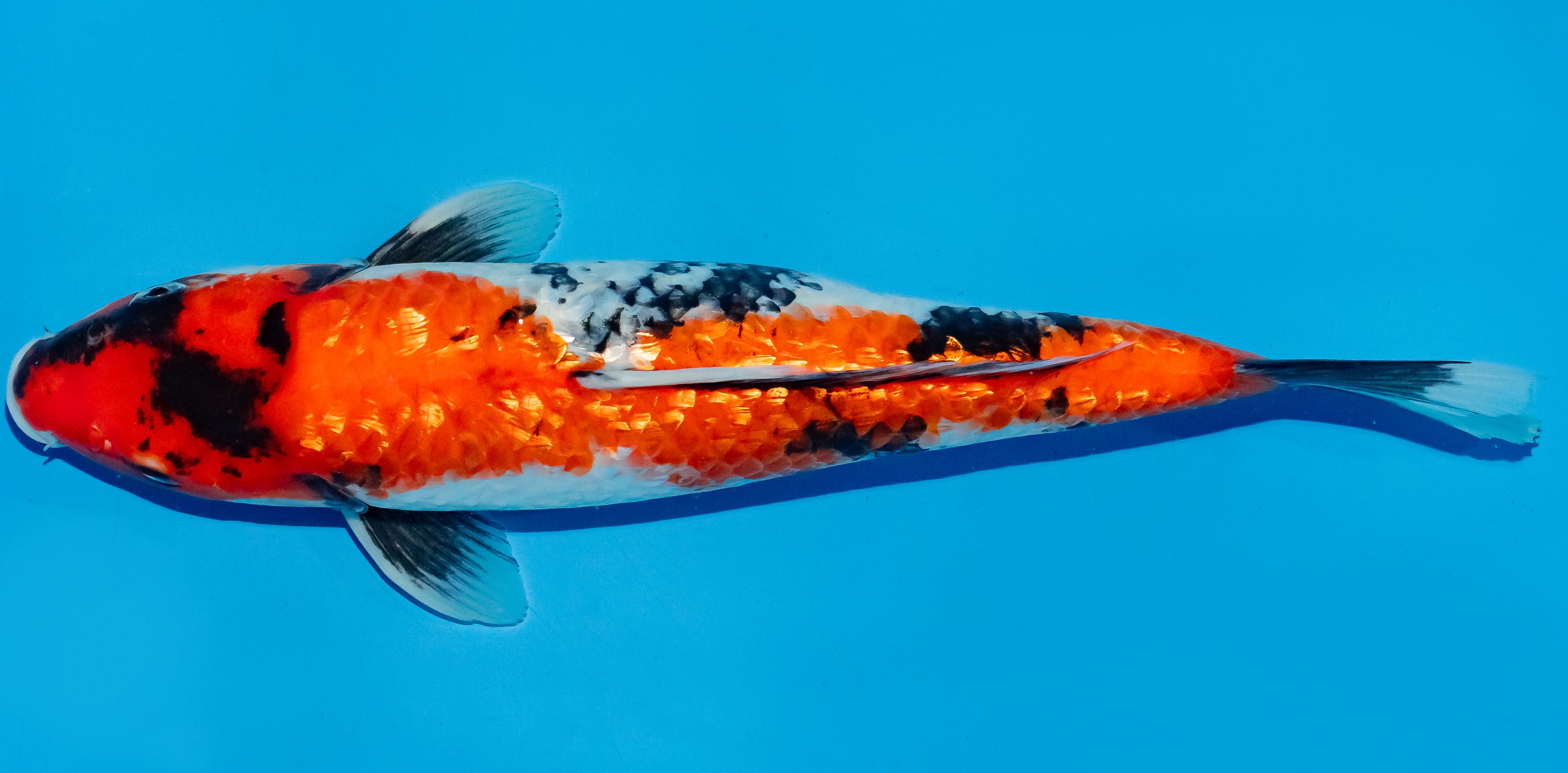 Koi 35-40cm Nr. 6739