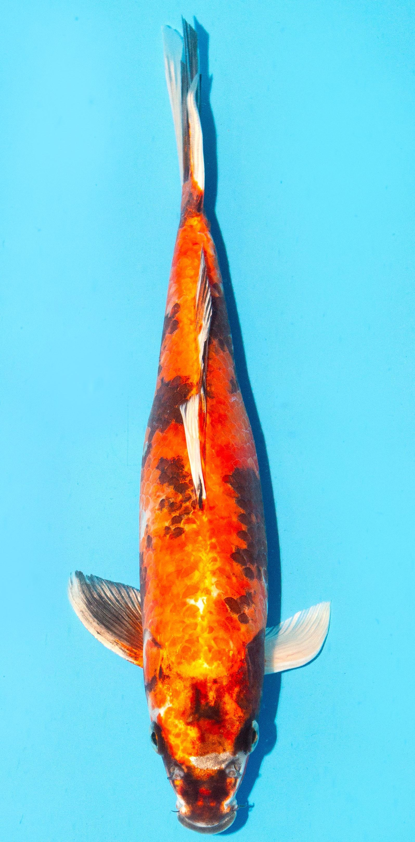 Koi 30-35cm Nr. 1009