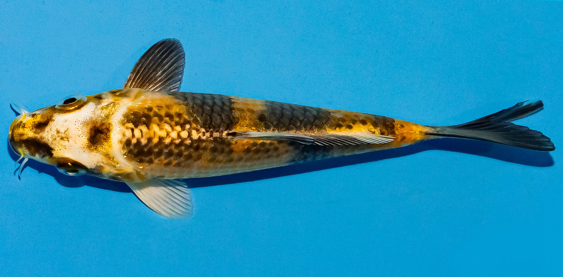 Koi 14-17cm Nr. 4739