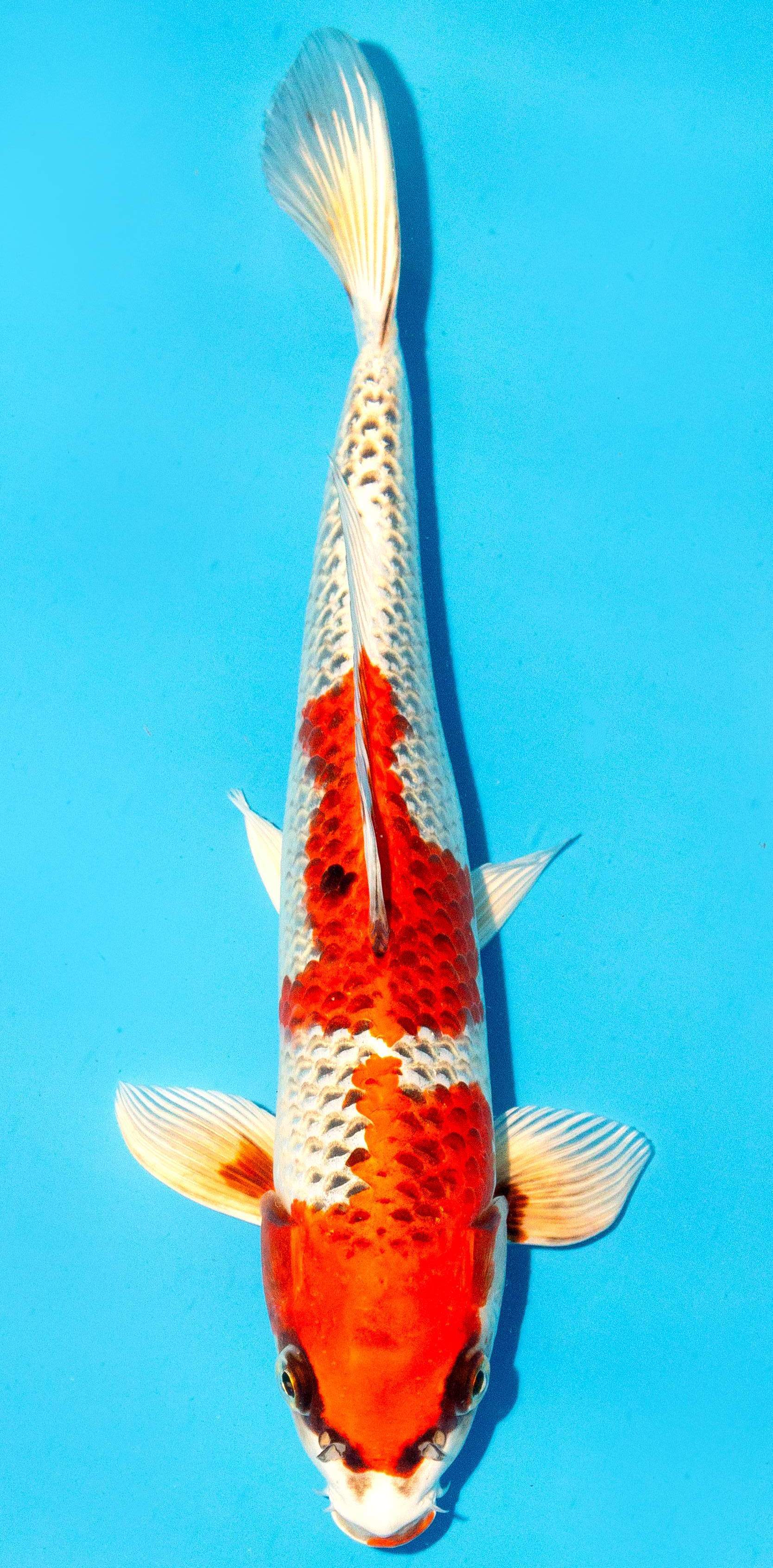 Koi 30-35cm Nr. 1004