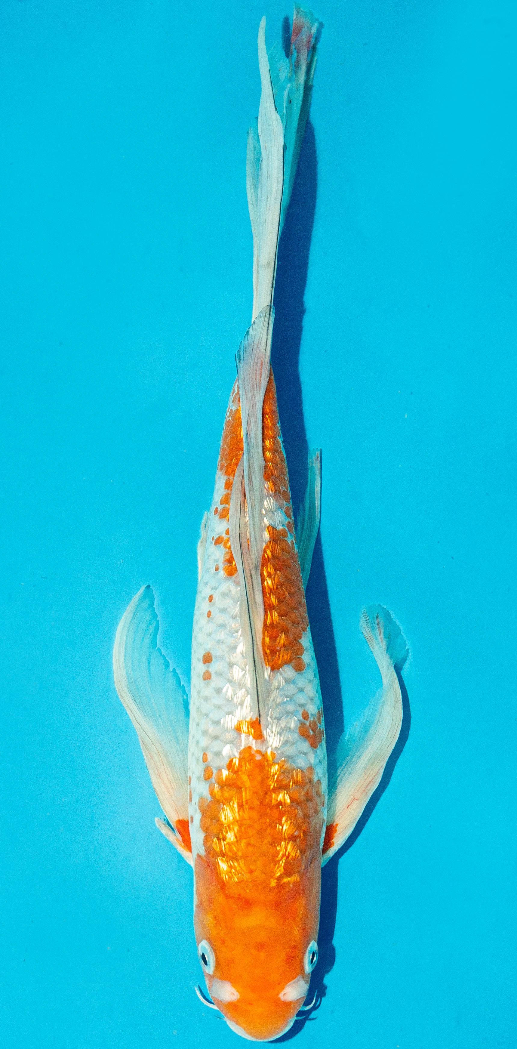 Butterfly Koi 30-35cm Nr. 4446