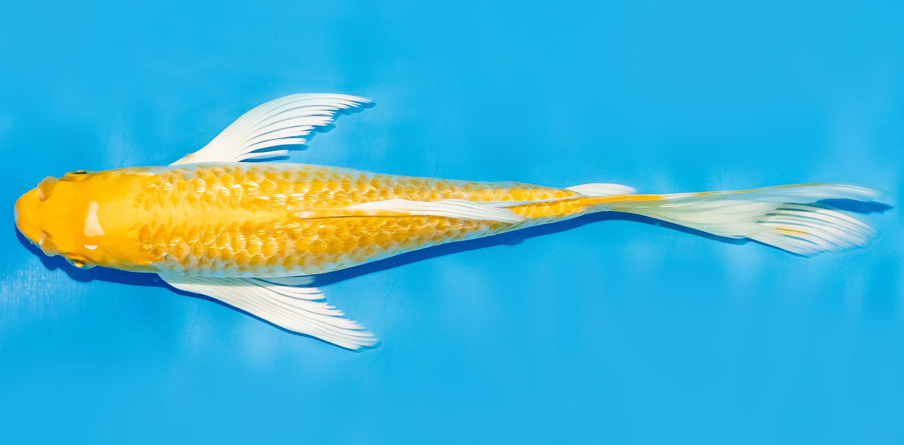 Butterfly Koi 20-25cm Nr. 7345