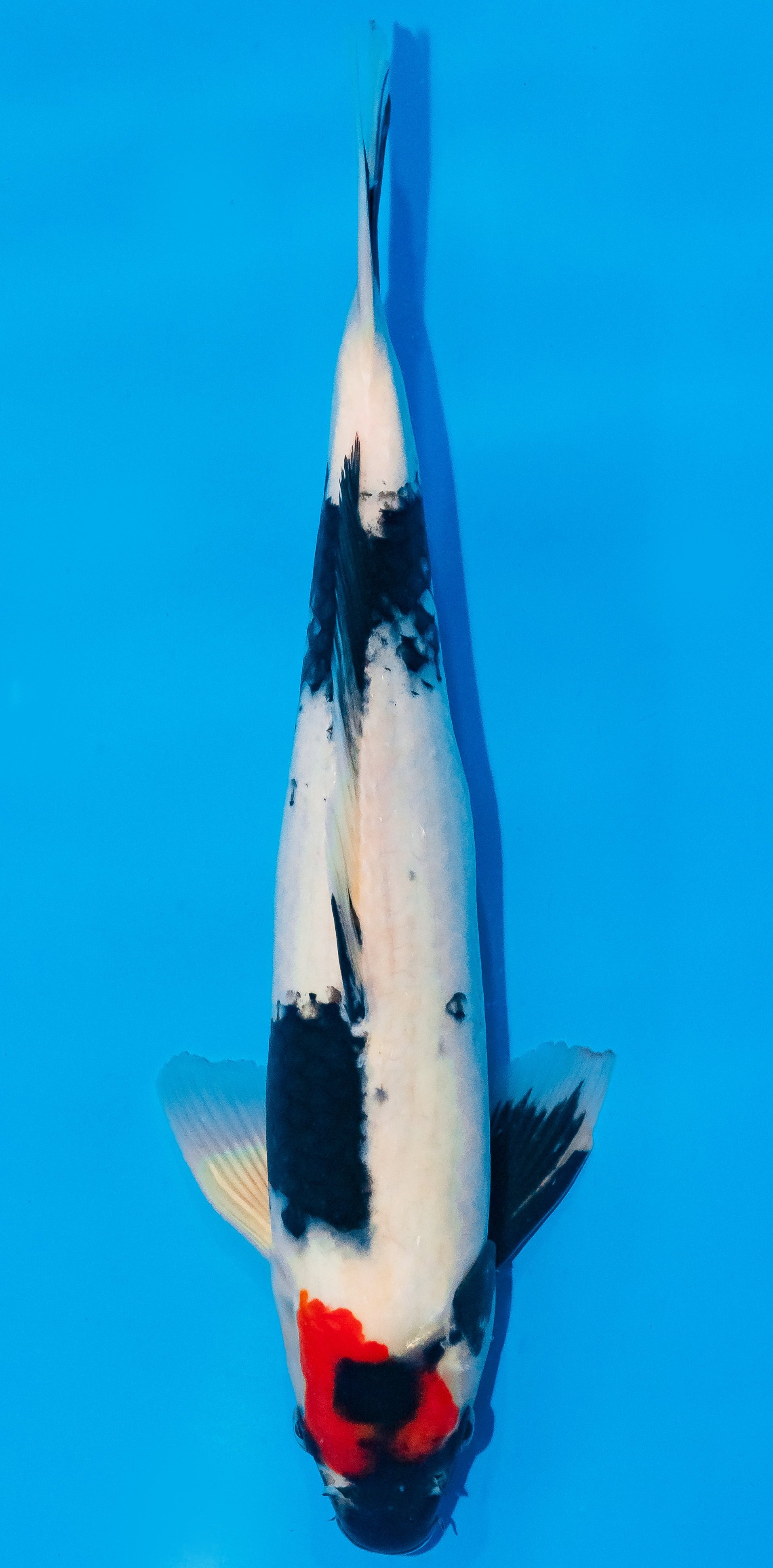 Koi 35-40cm Nr. 1112