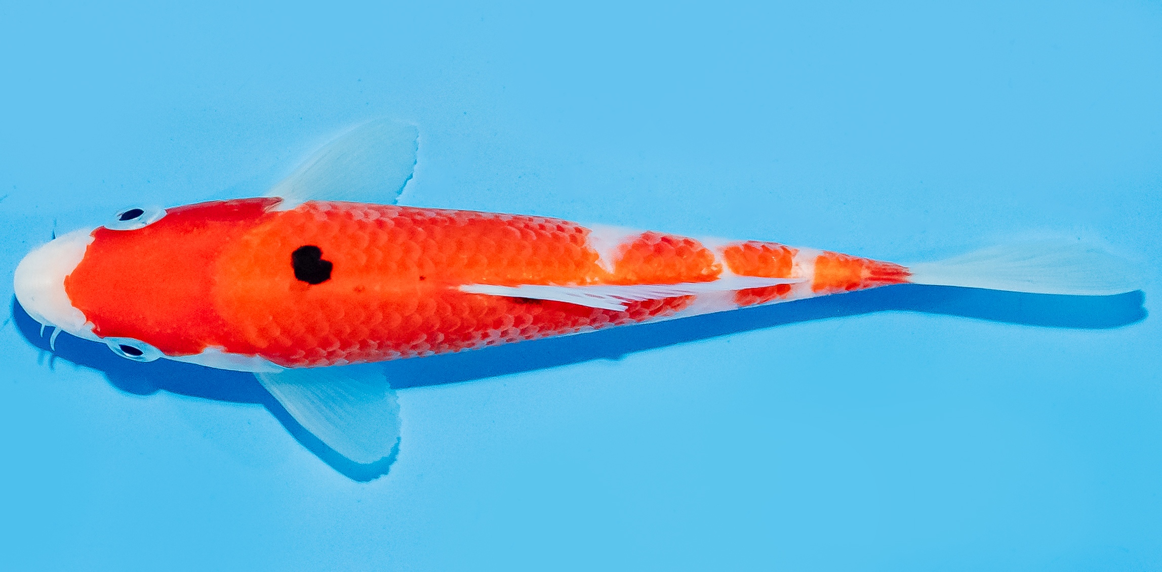 Koi 14-17cm Nr. 7050