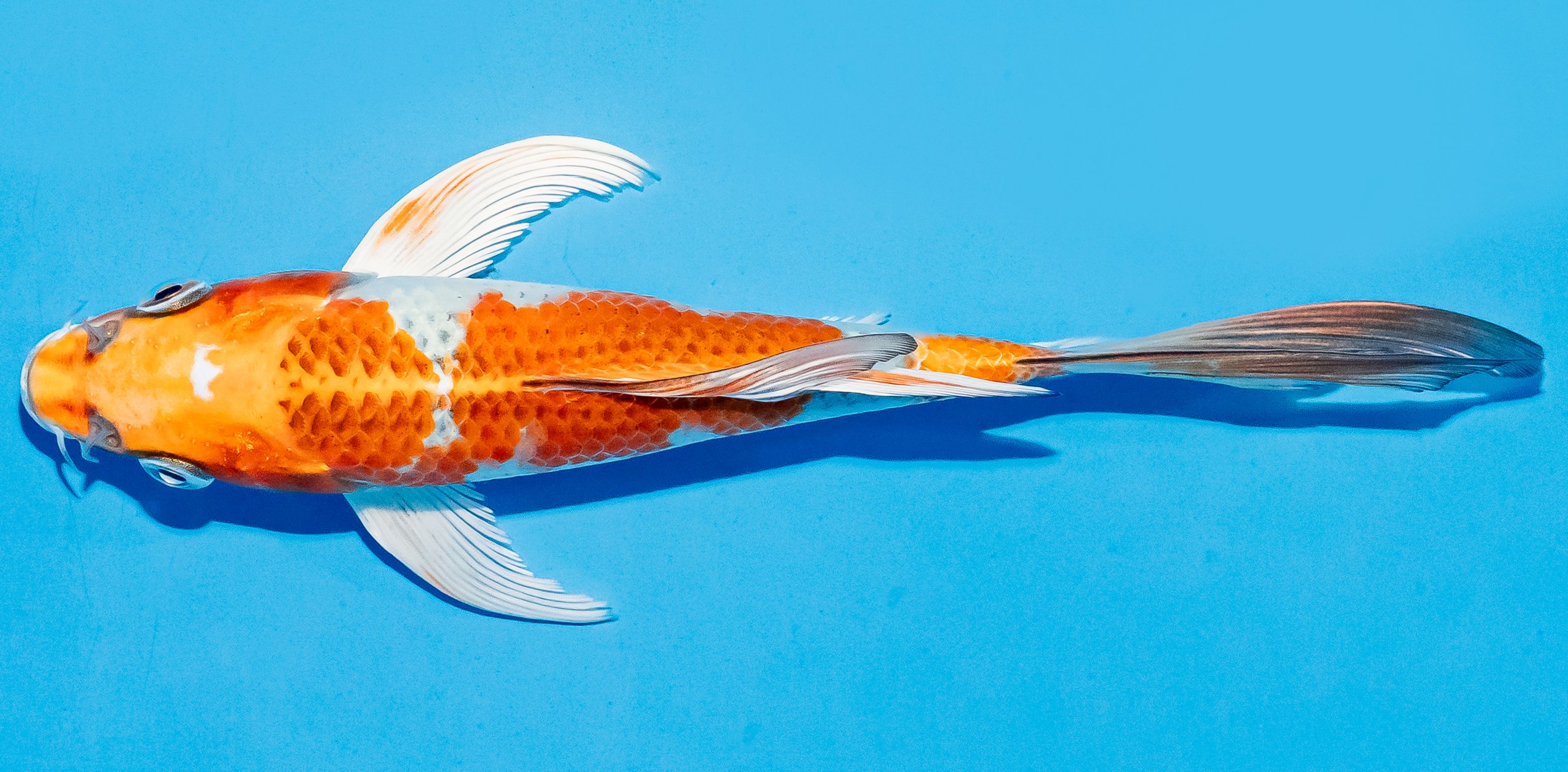 Butterfly Koi 17-20cm Nr. 5932