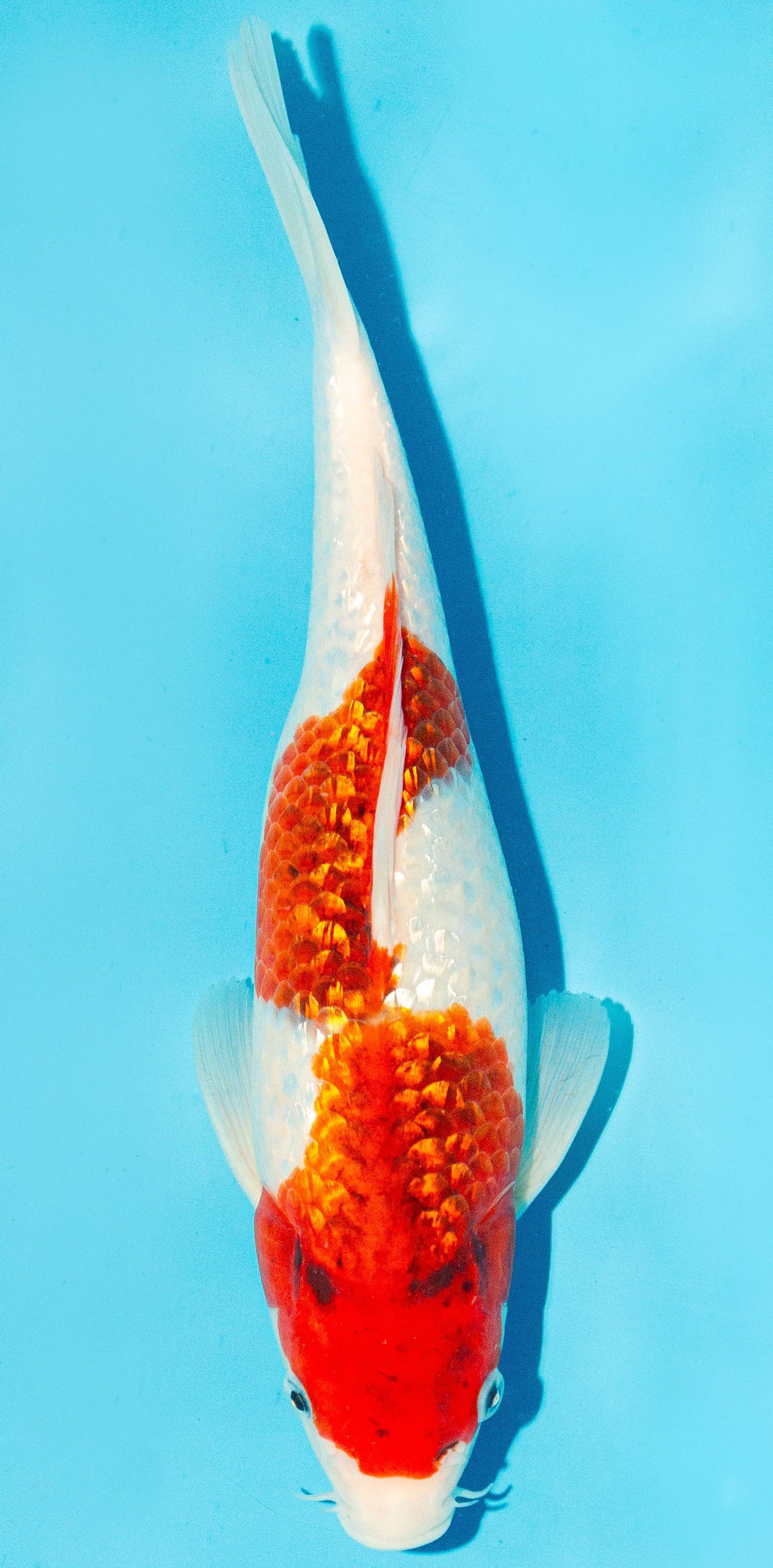 Koi 30-35cm Nr. 1017