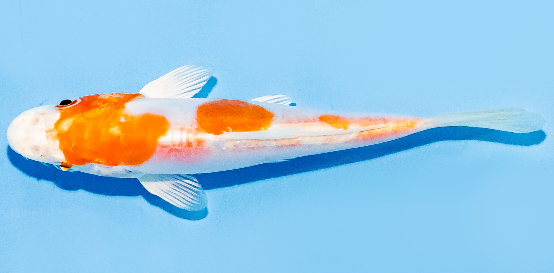 Koi 14-17cm Nr. 7049