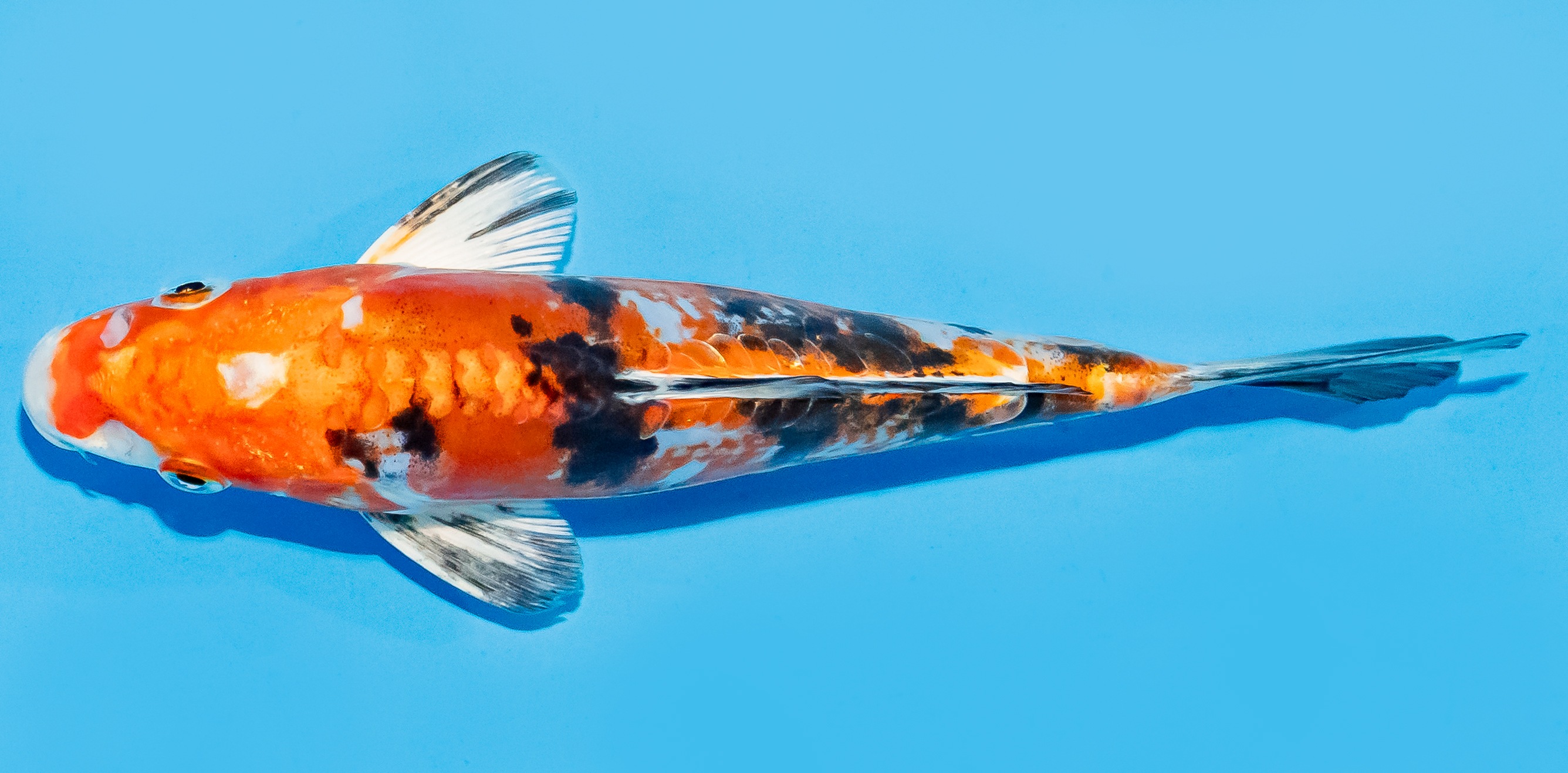 Koi 17-20cm Nr. 7146