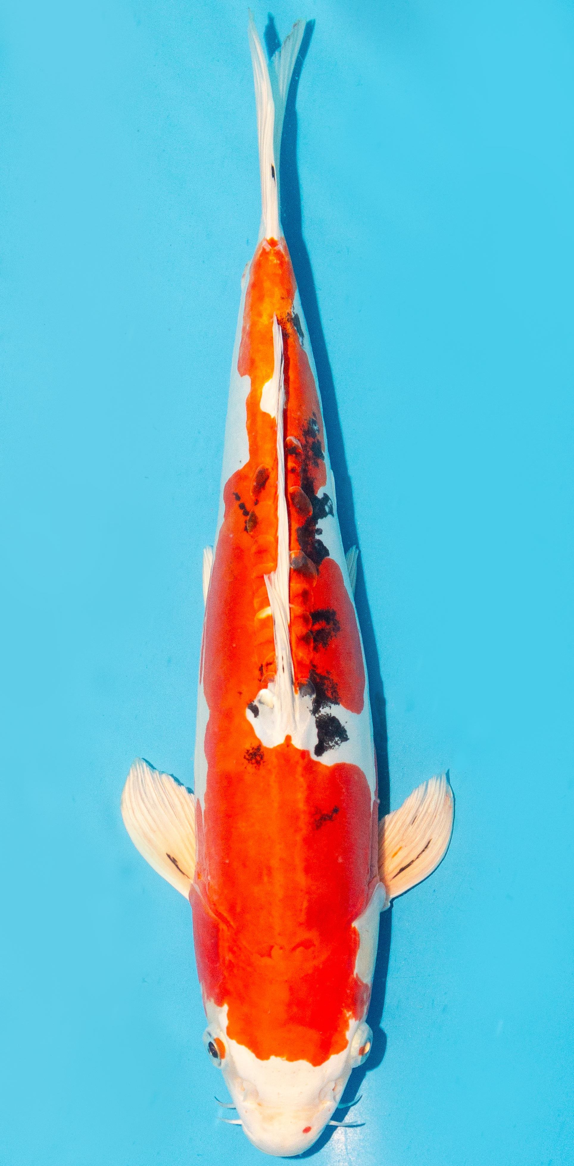 Koi 35-40cm Nr. 3856