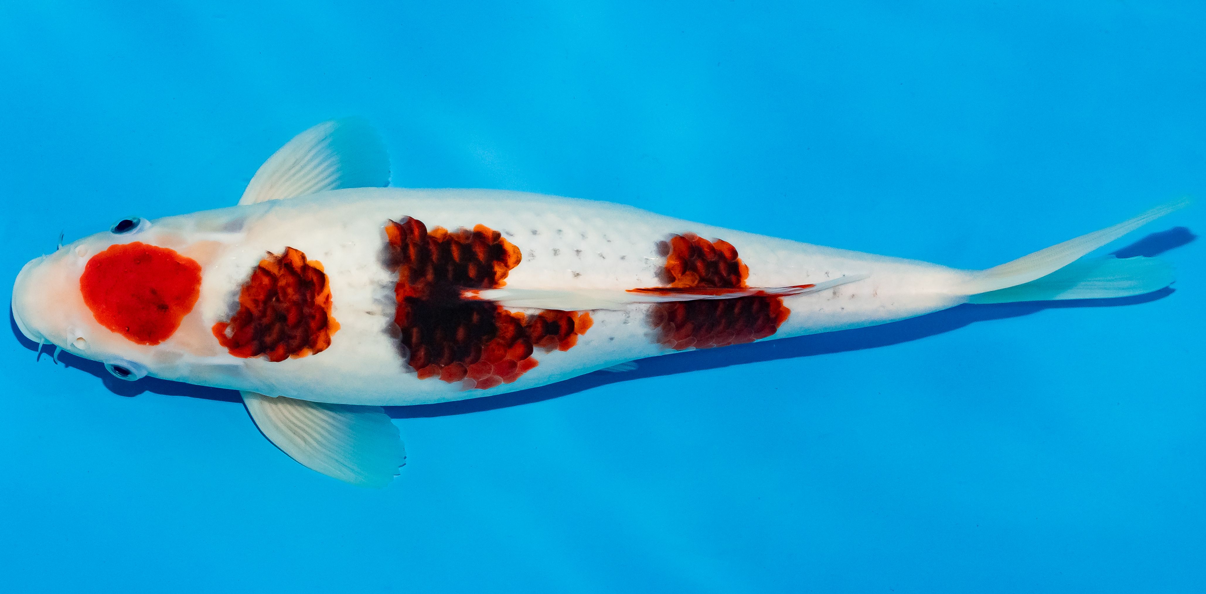 Koi 35-40cm Nr. 6726