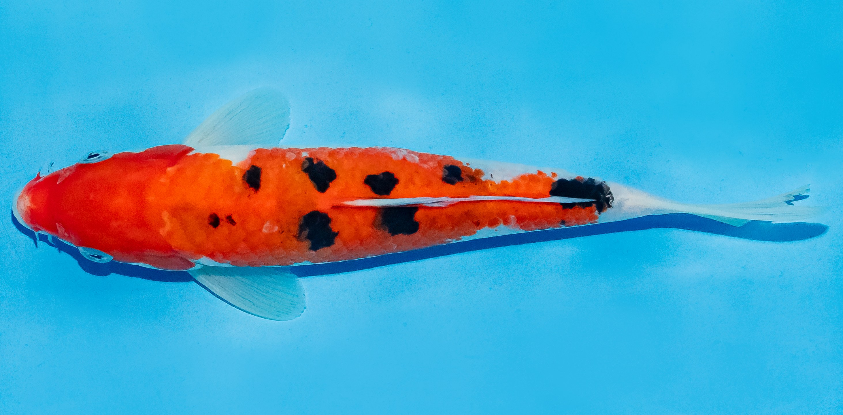 Koi 20-25cm Nr. 6002