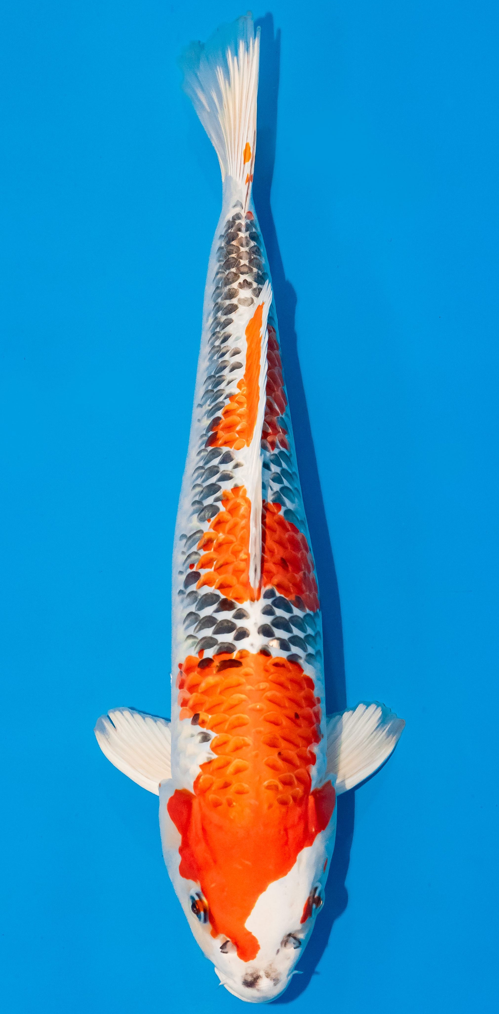 Koi 35-40cm Nr. 1121