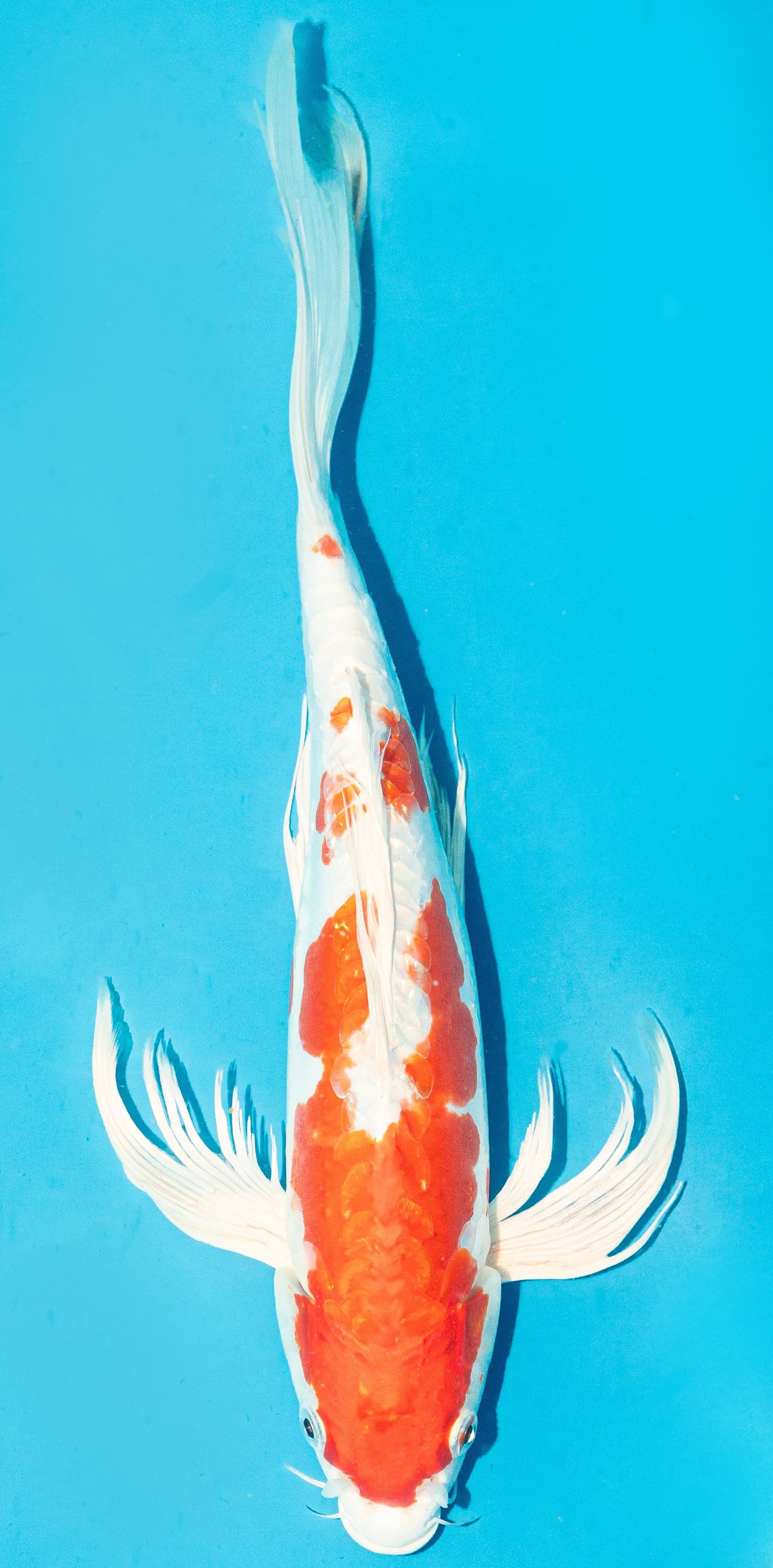 Butterfly Koi 35-40cm Nr. 4507