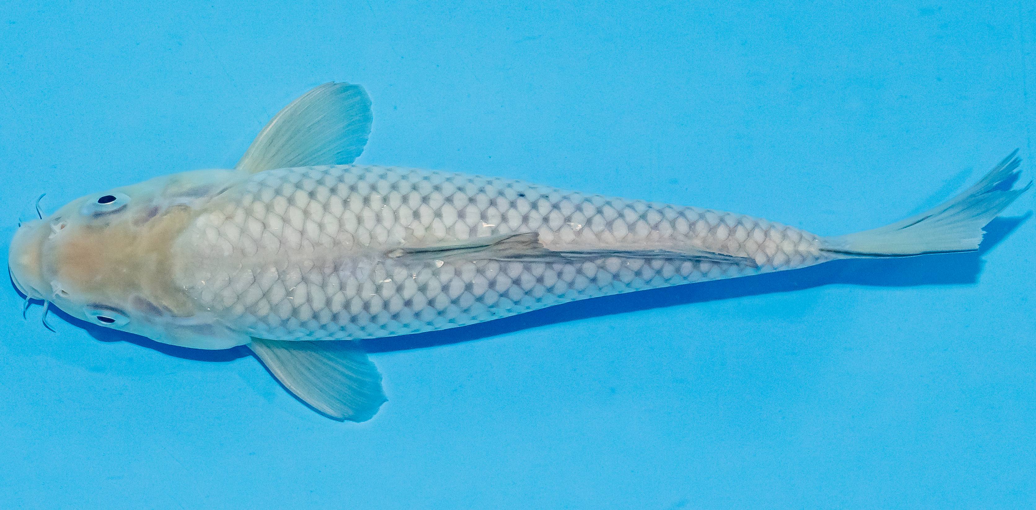 Koi 25-30cm Nr. 4208