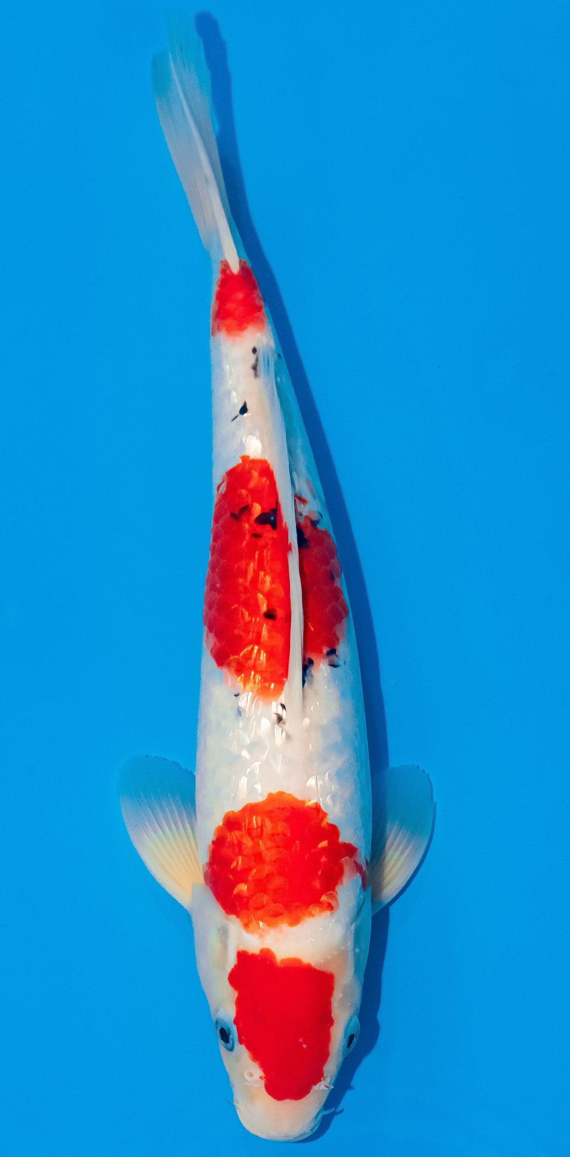 Koi 35-40cm Nr. 6754
