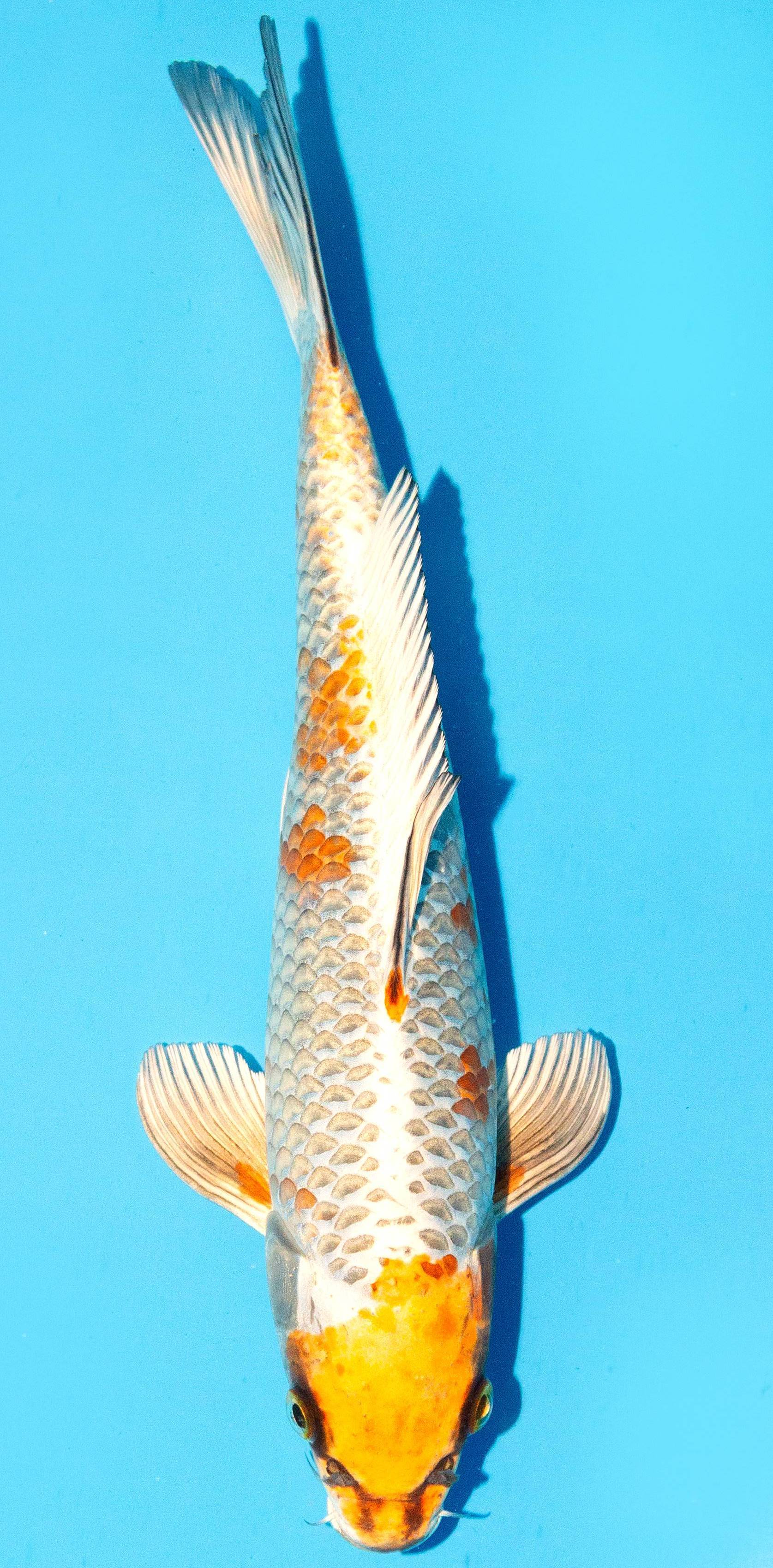 Koi 30-35cm Nr. 1007