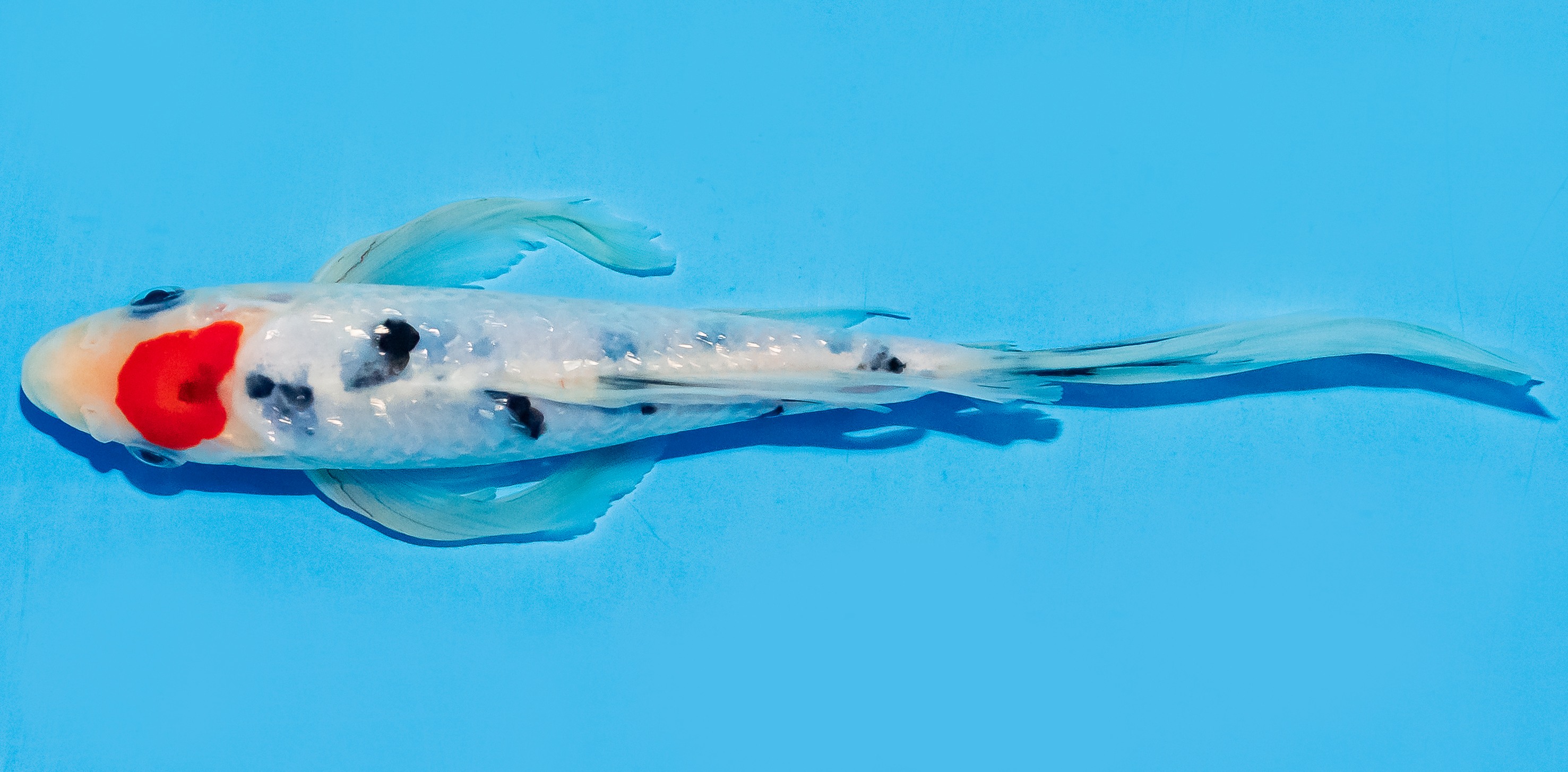 Butterfly Koi 17-20cm Nr. 6953