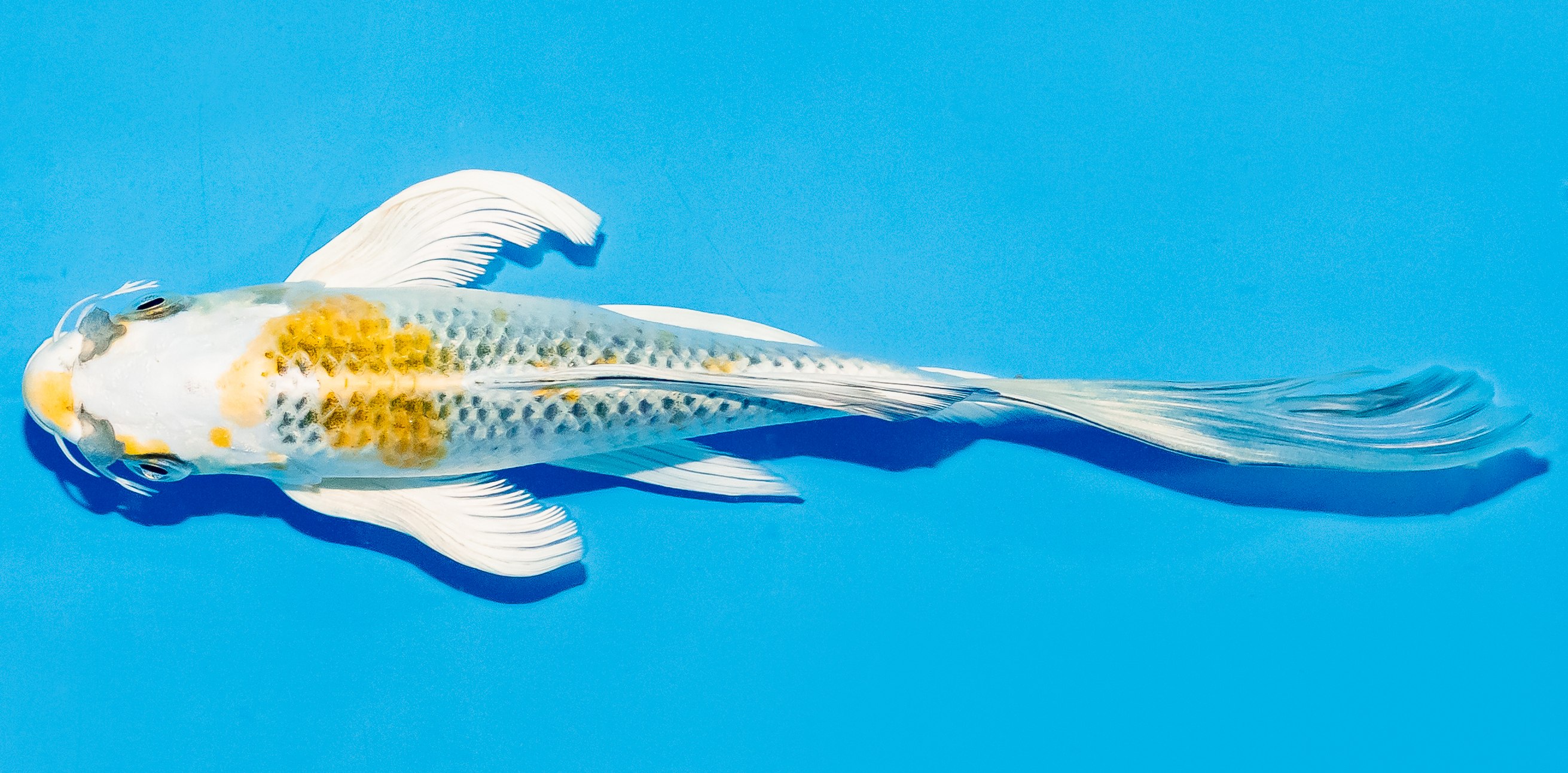 Butterfly Koi 20-25cm Nr. 5458