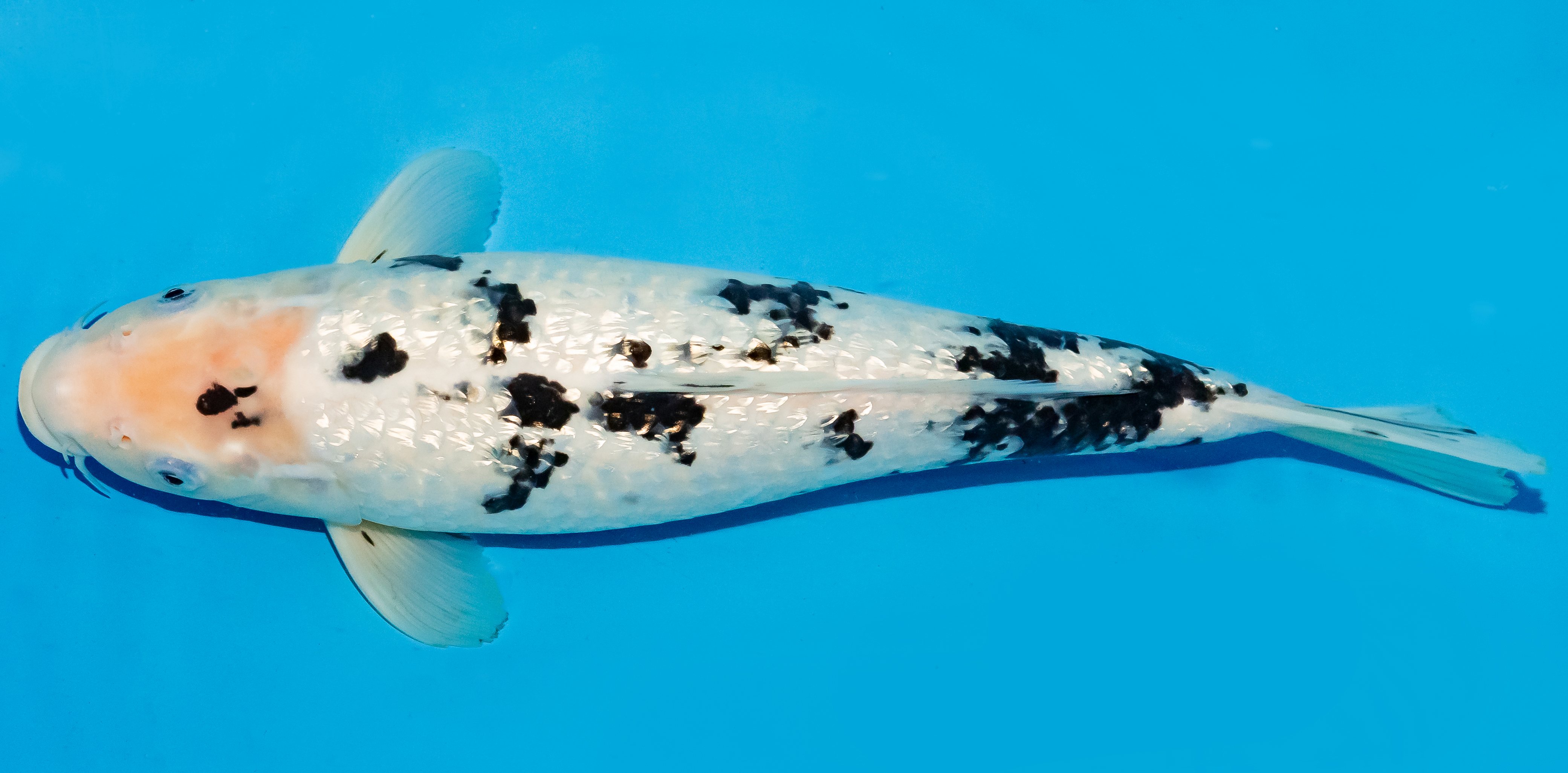 Koi 35-40cm Nr. 6753