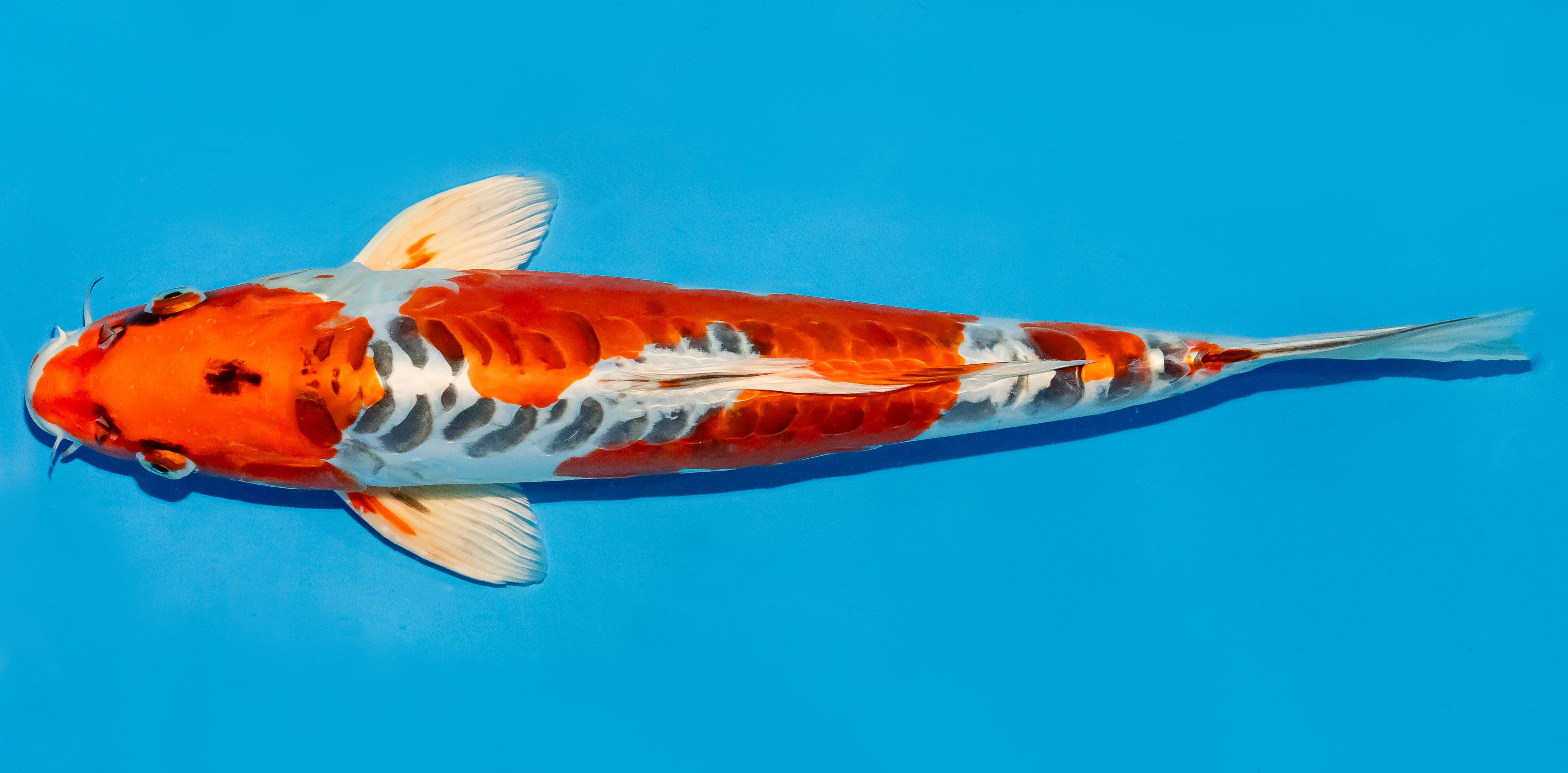 Koi 35-40cm Nr. 6752