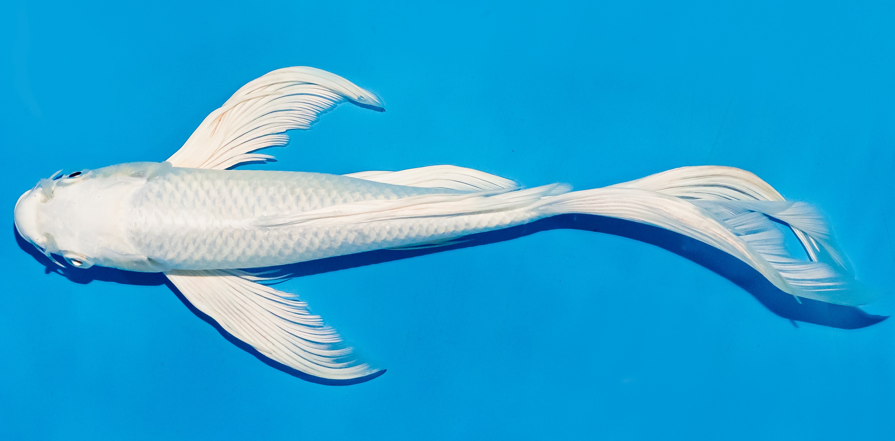 Butterfly Koi 25-30cm Nr. 5639