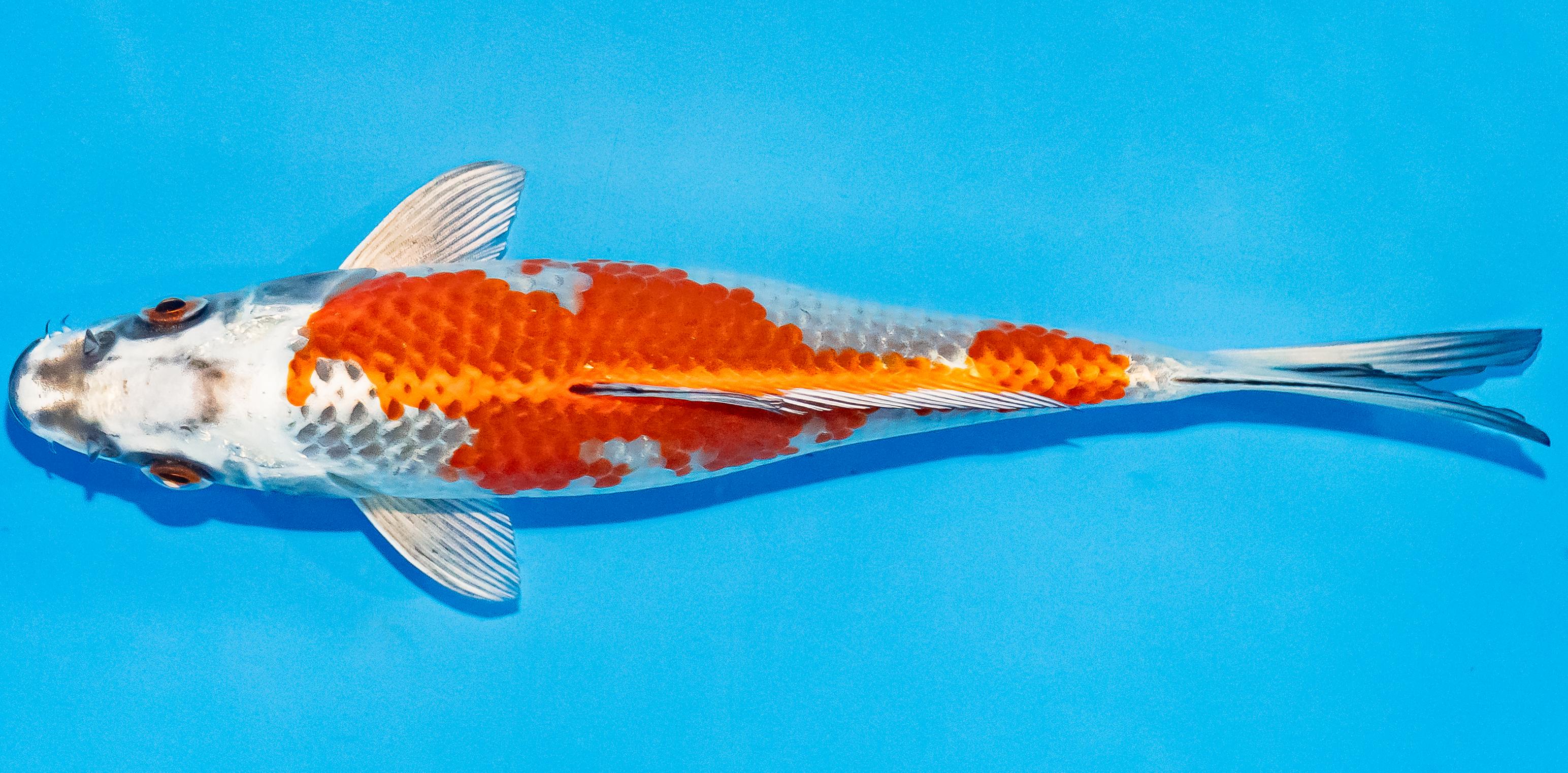 Koi 17-20cm Nr. 3312