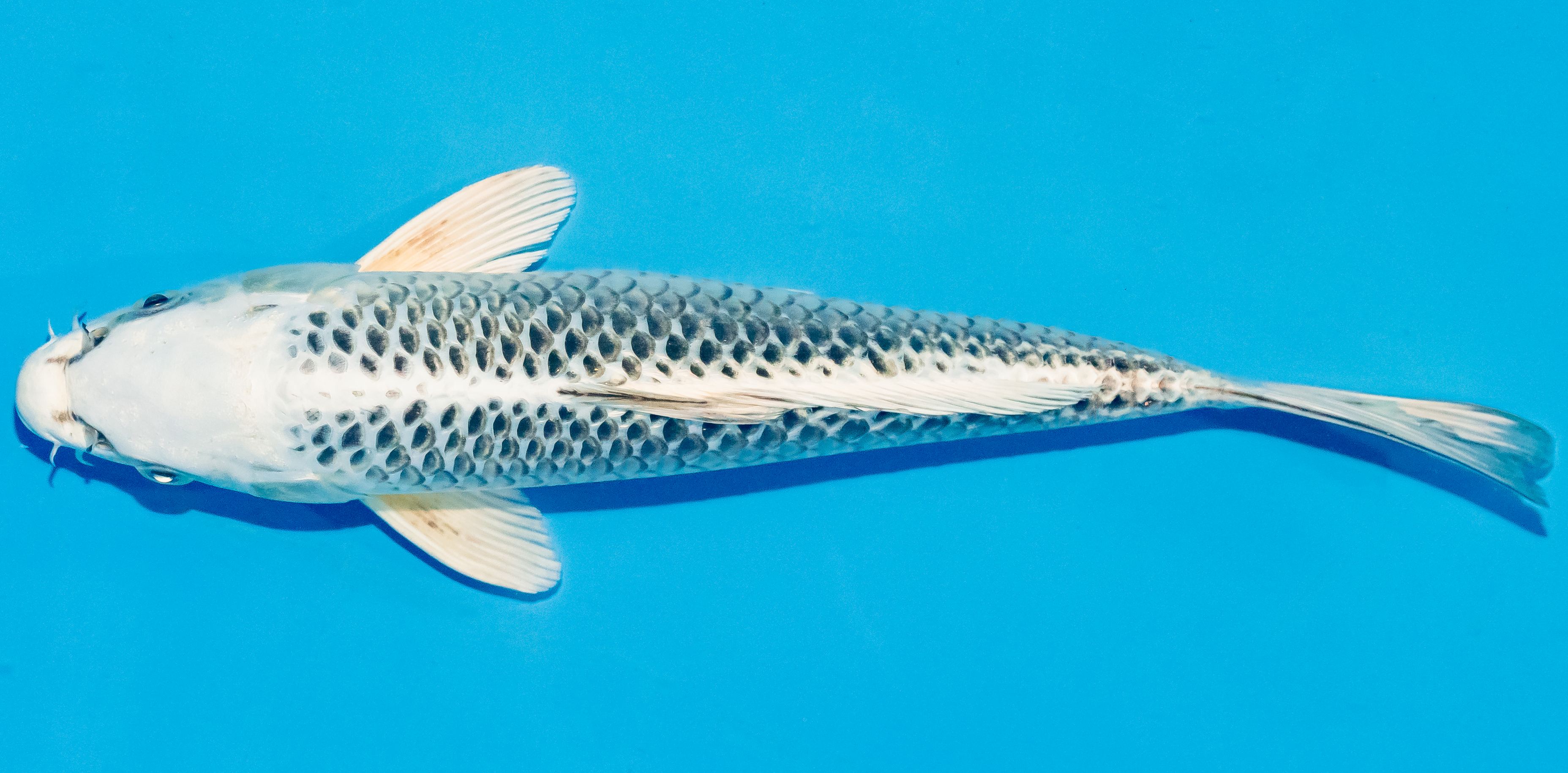 Koi 25-30cm Nr. 4223
