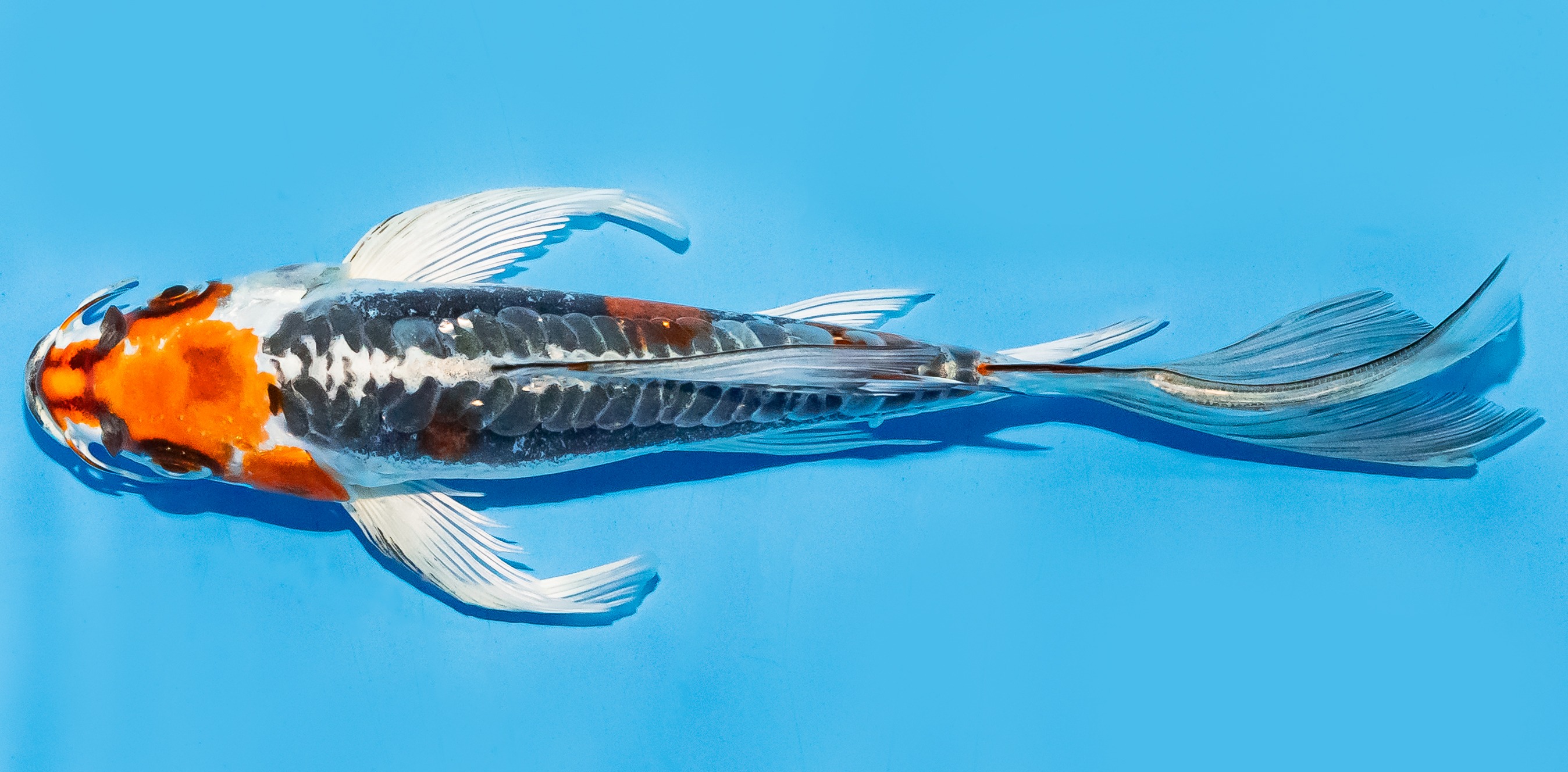 Butterfly Koi 17-20cm Nr. 6959
