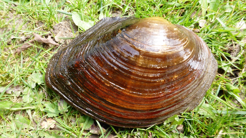 Teichmuscheln kaufen bei Teichfische online