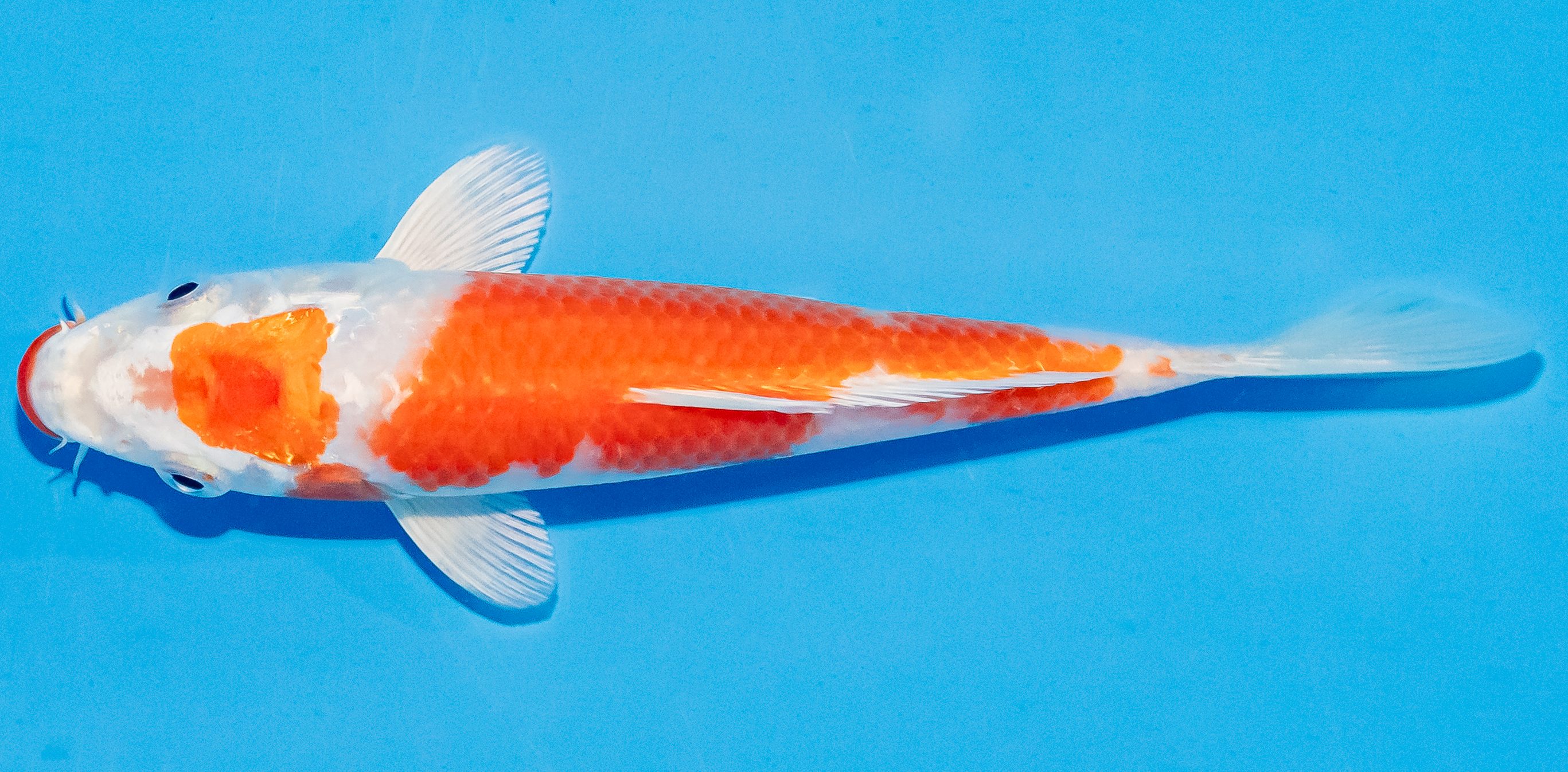 Koi 14-17cm Nr. 3144