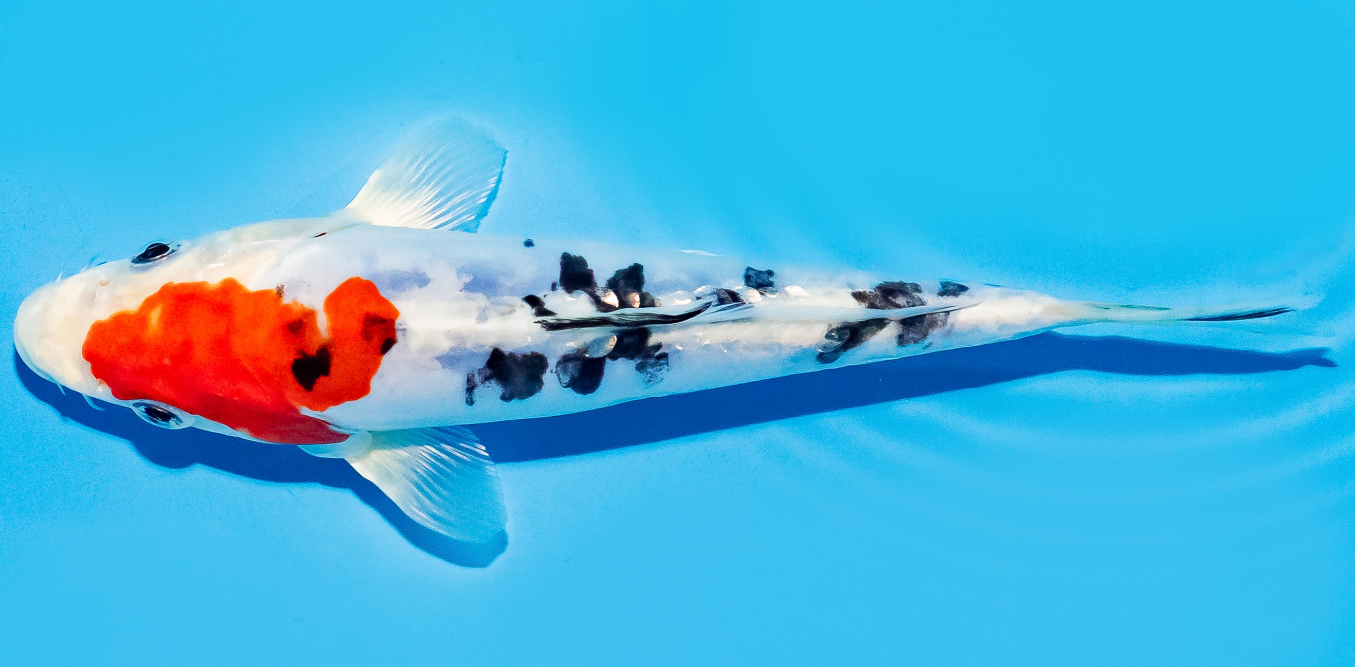 Koi 17-20cm Nr. 7794