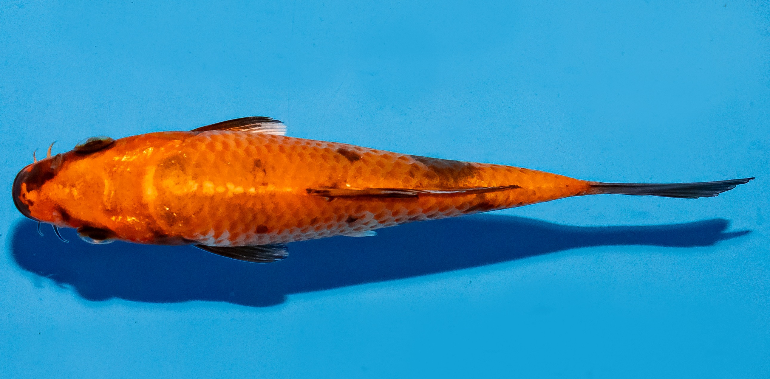 Koi 14-17cm Nr. 6168