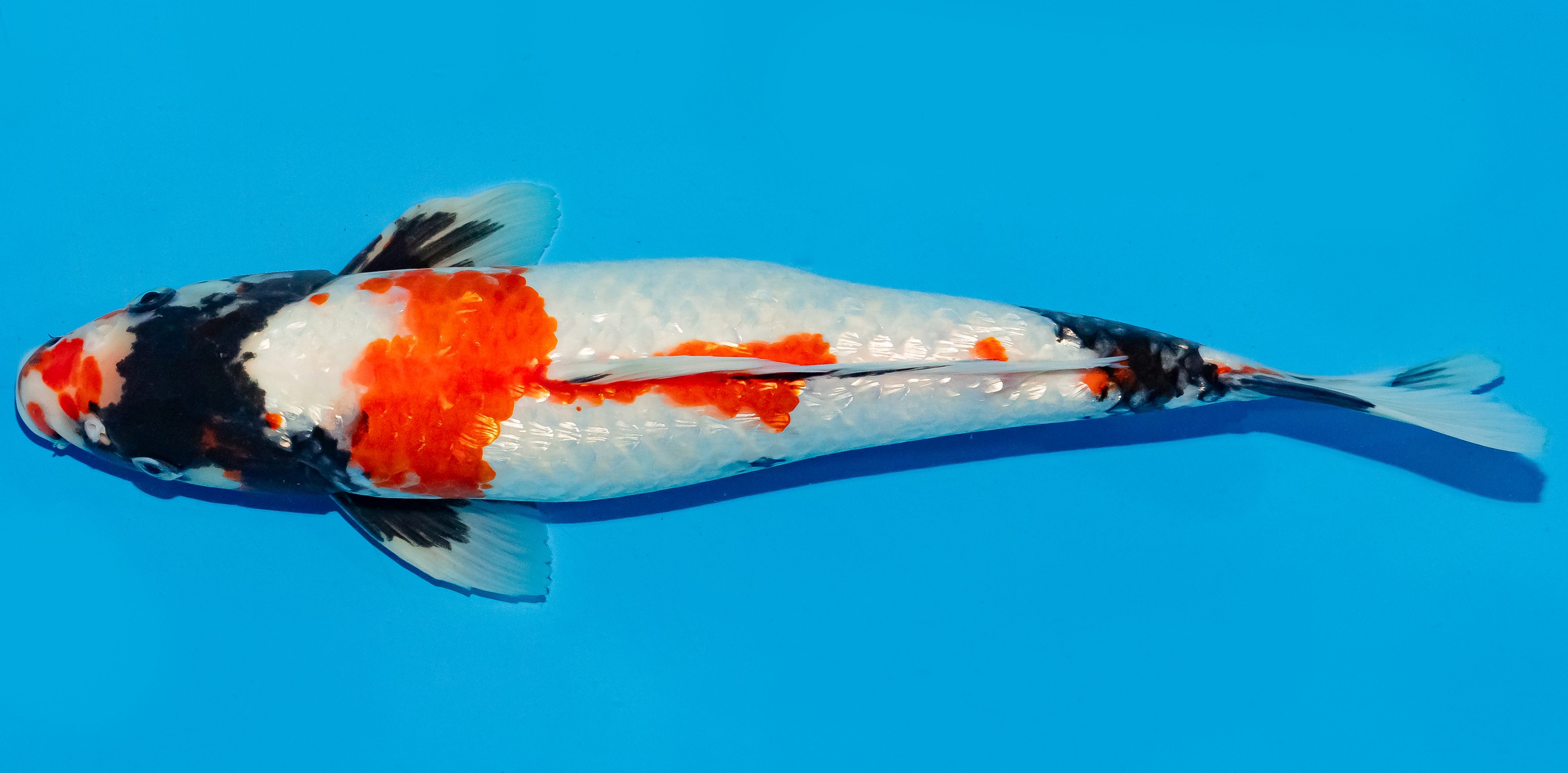 Koi 35-40cm Nr. 6740