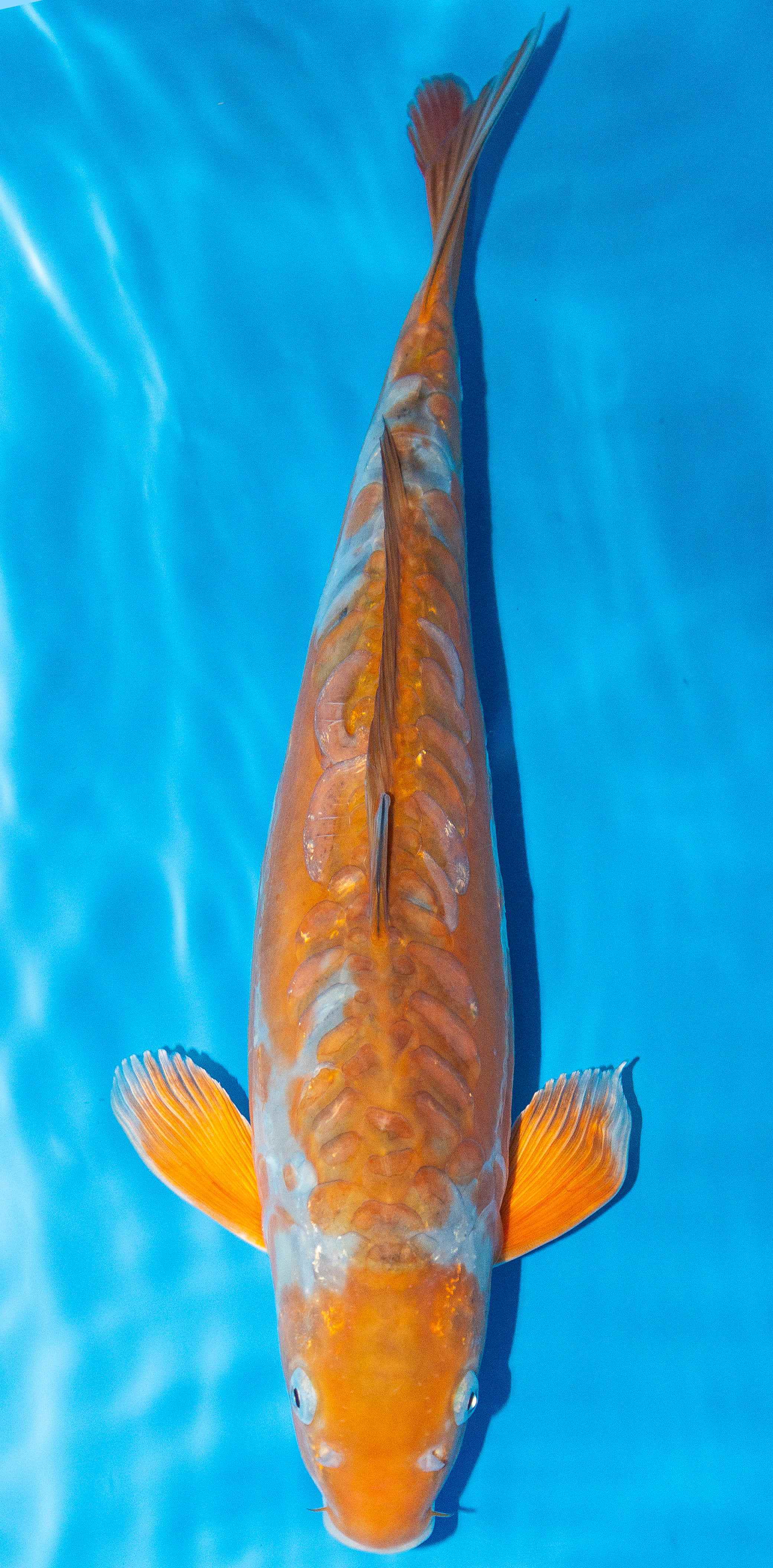 Koi 40-45cm Nr. 3406