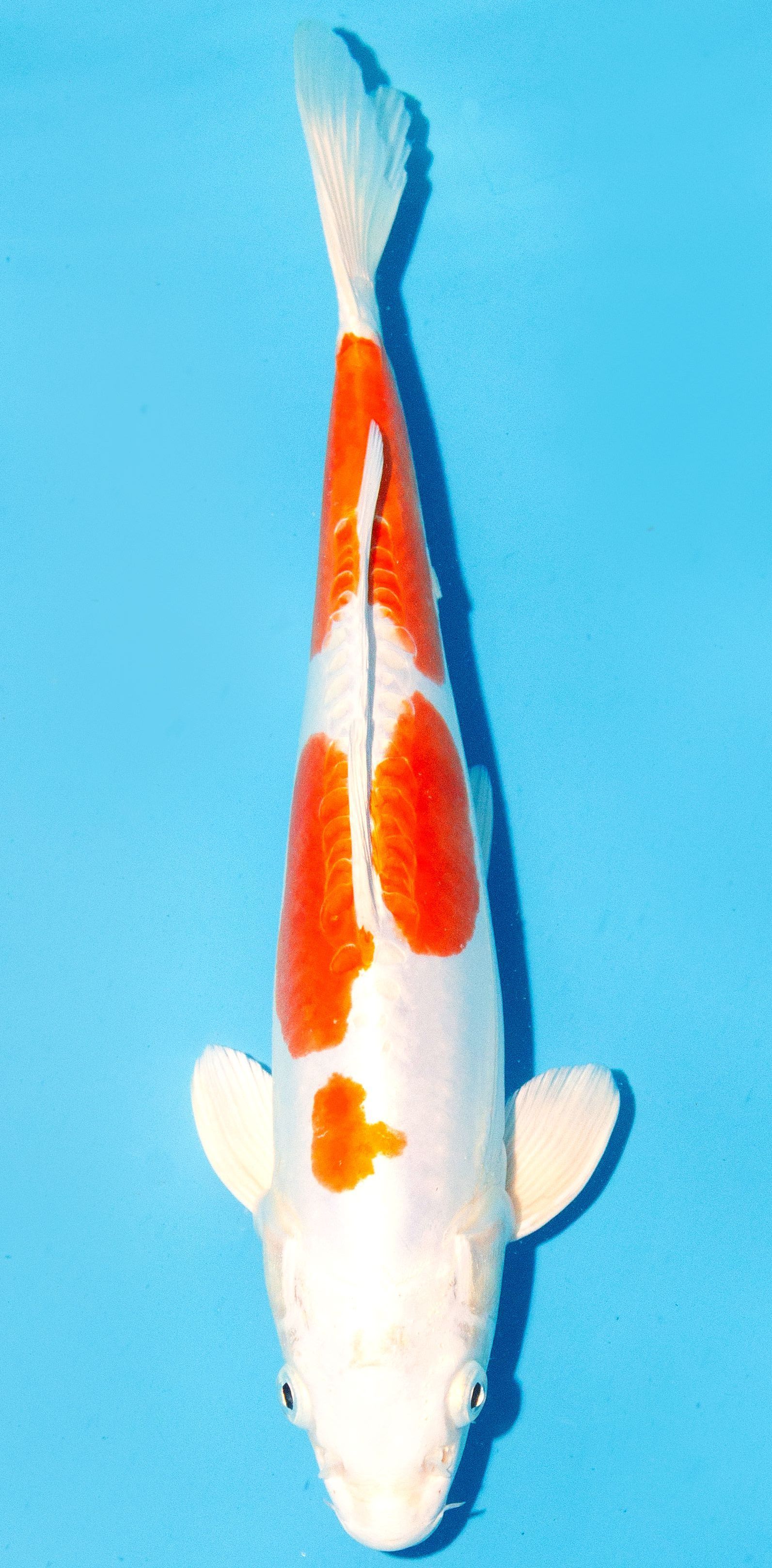 Koi 30-35cm Nr. 1005