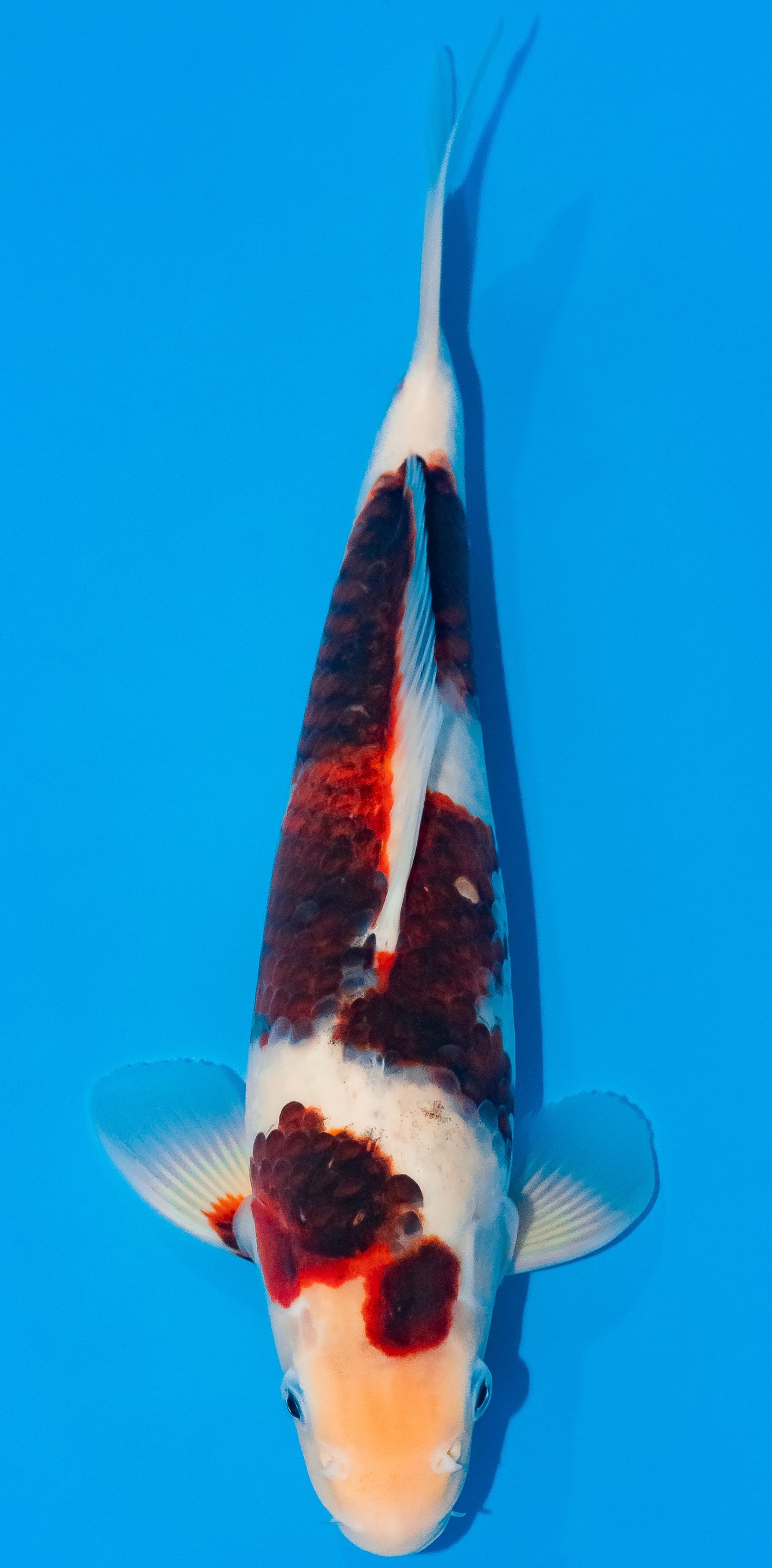 Koi 35-40cm Nr. 1116