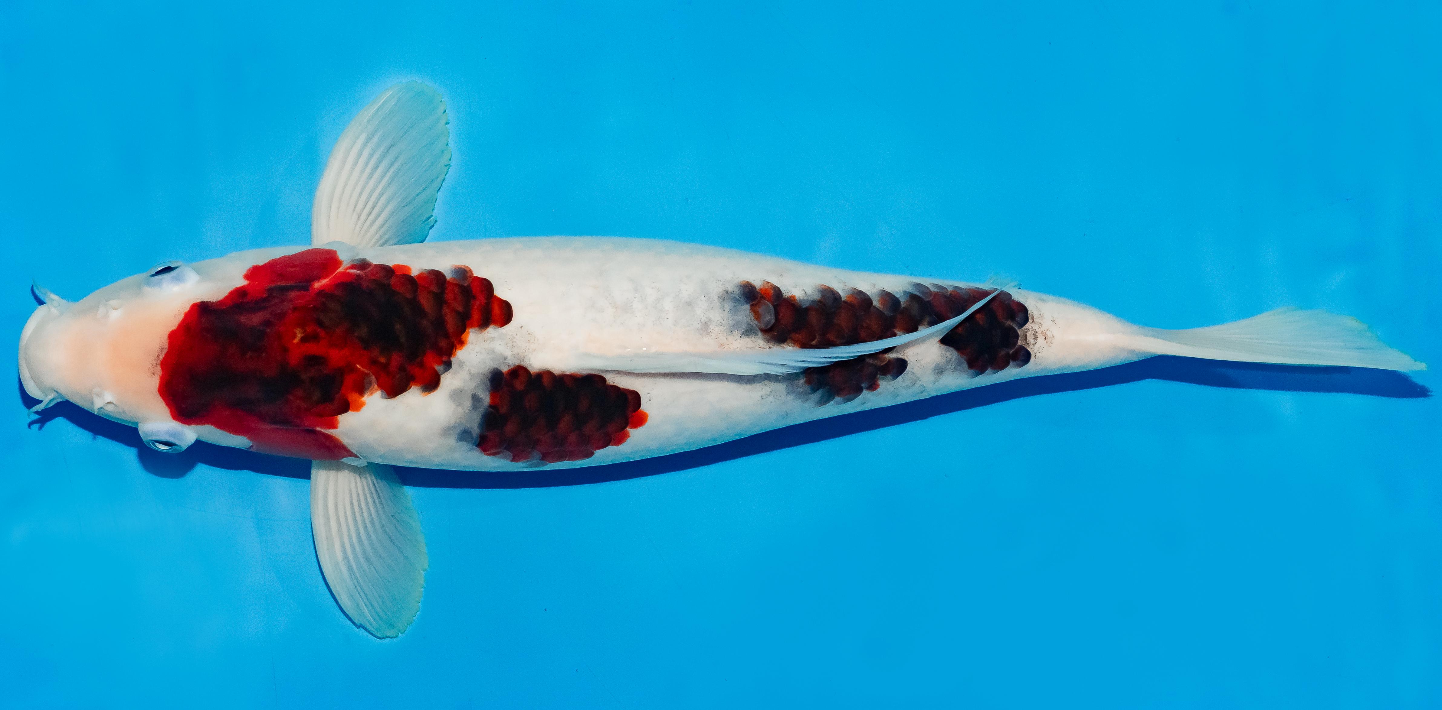 Koi 40-45cm Nr. 4902