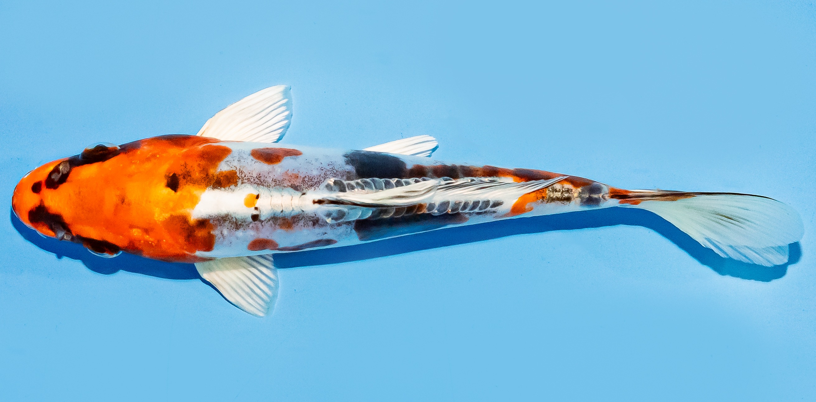 Koi 17-20cm Nr. 7803