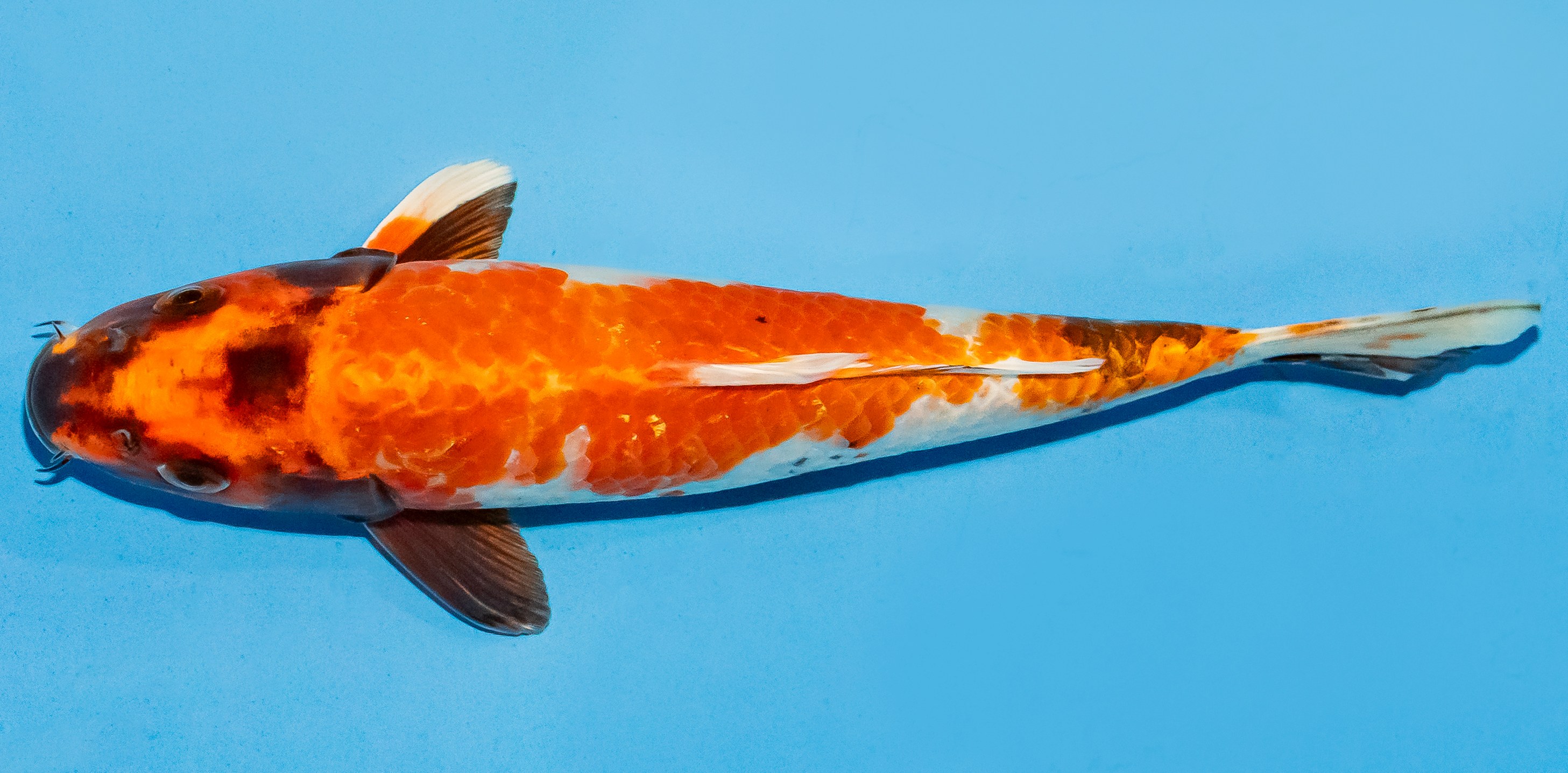 Koi 20-25cm Nr. 6024