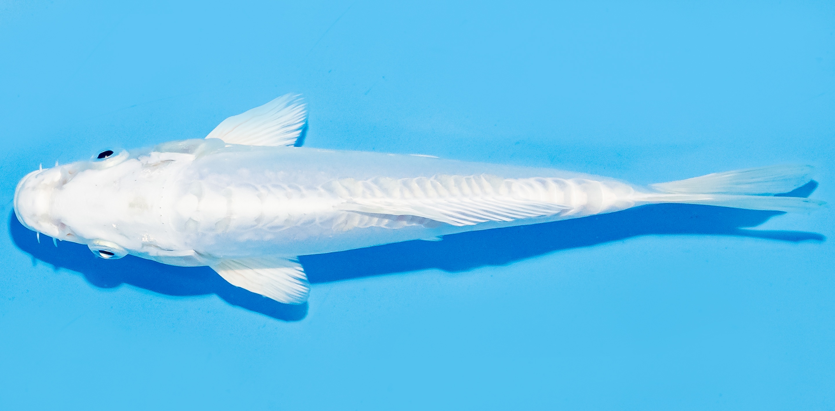 Koi 17-20cm Nr. 7141