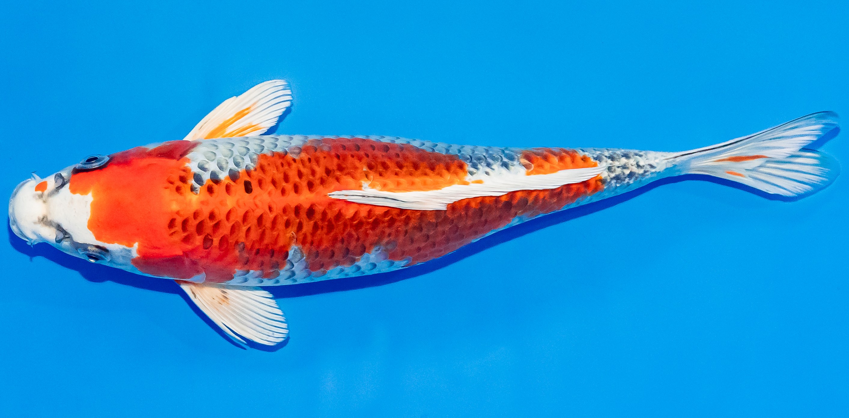 Koi 30-35cm Nr. 3725