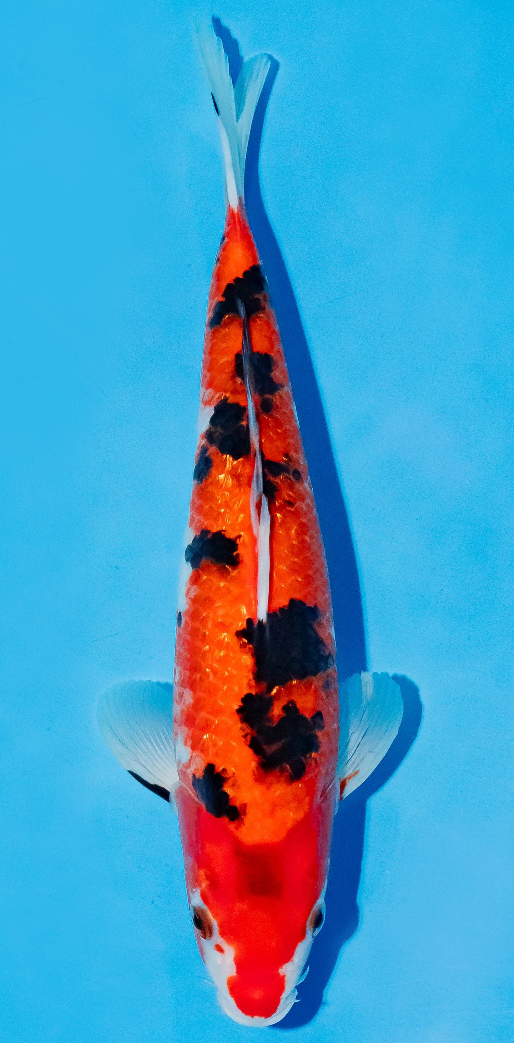 Koi 25-30cm Nr. 6235