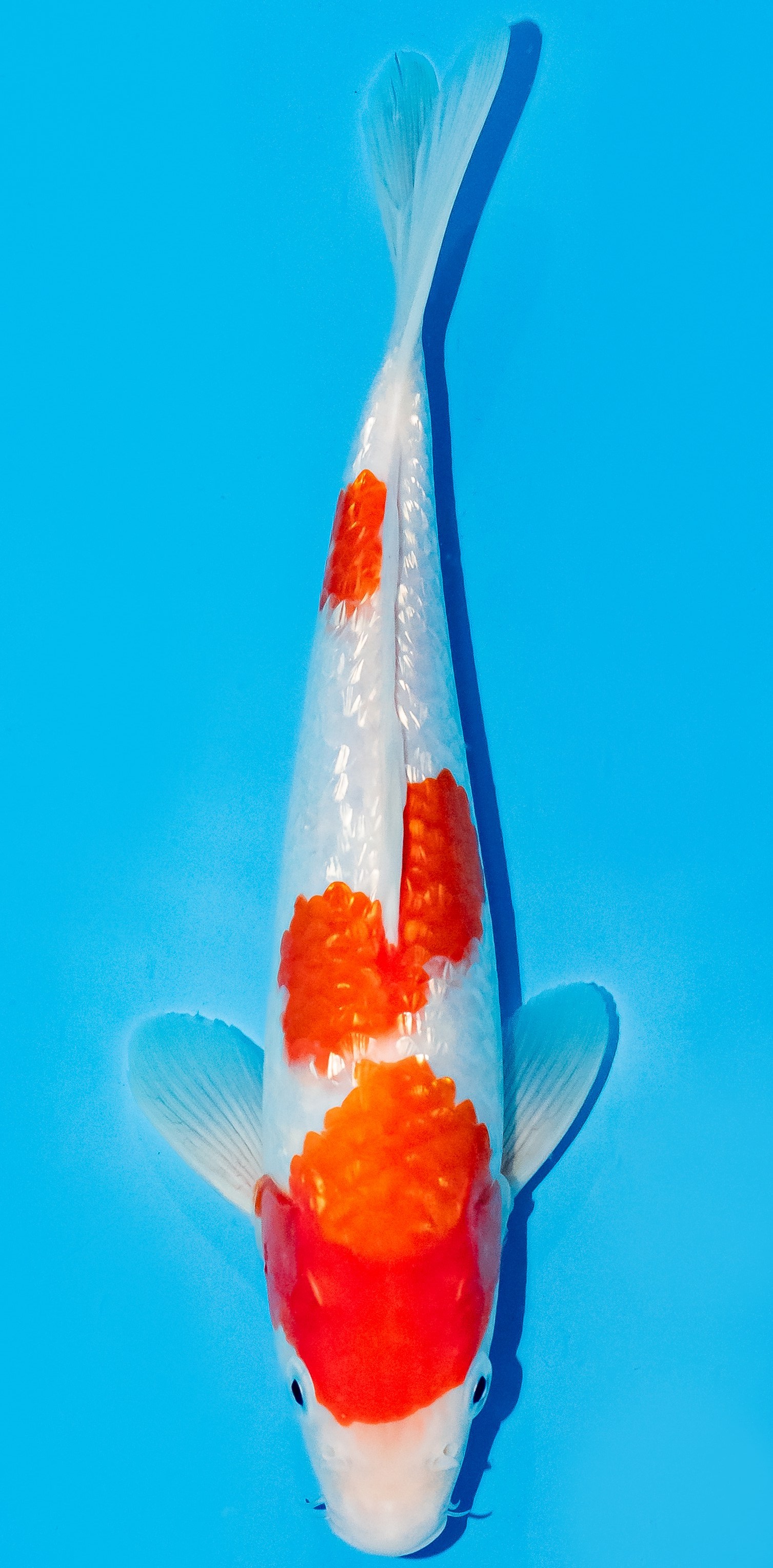 Koi 25-30cm Nr. 6238